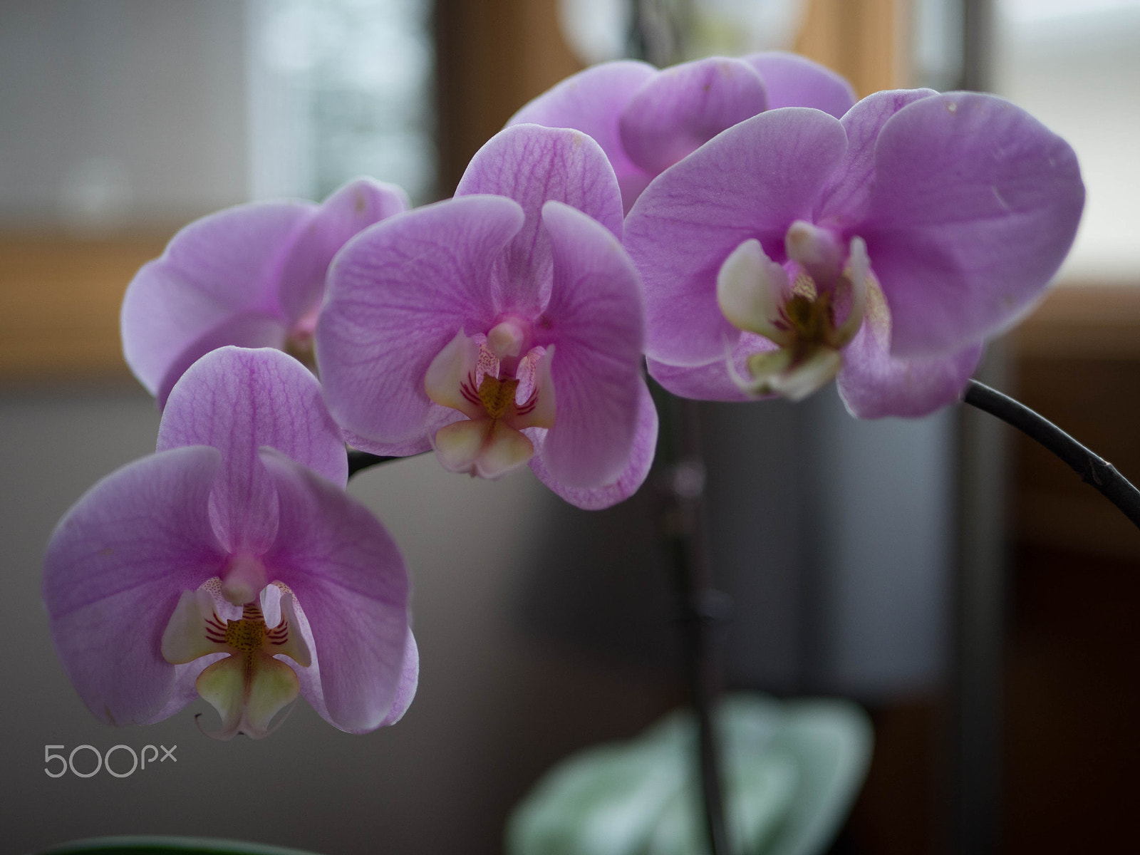 Olympus OM-D E-M10 + LUMIX G 25/F1.7 sample photo. Olympus digital camera photography