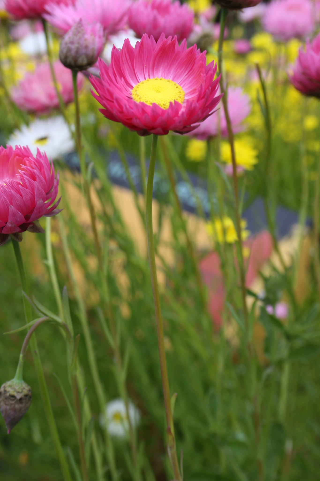 Canon EF-S 55-250mm F4-5.6 IS sample photo. Everlasting photography