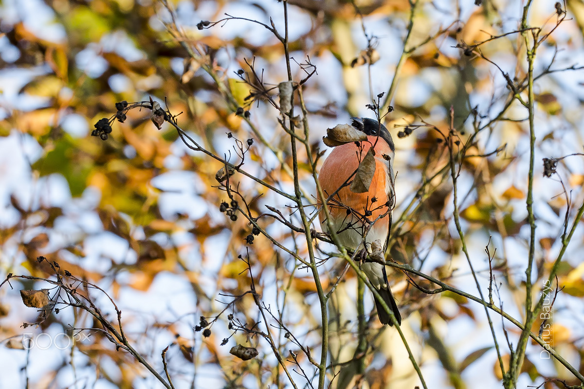Sigma 150mm F2.8 EX DG OS Macro HSM sample photo. Autumn beauty photography