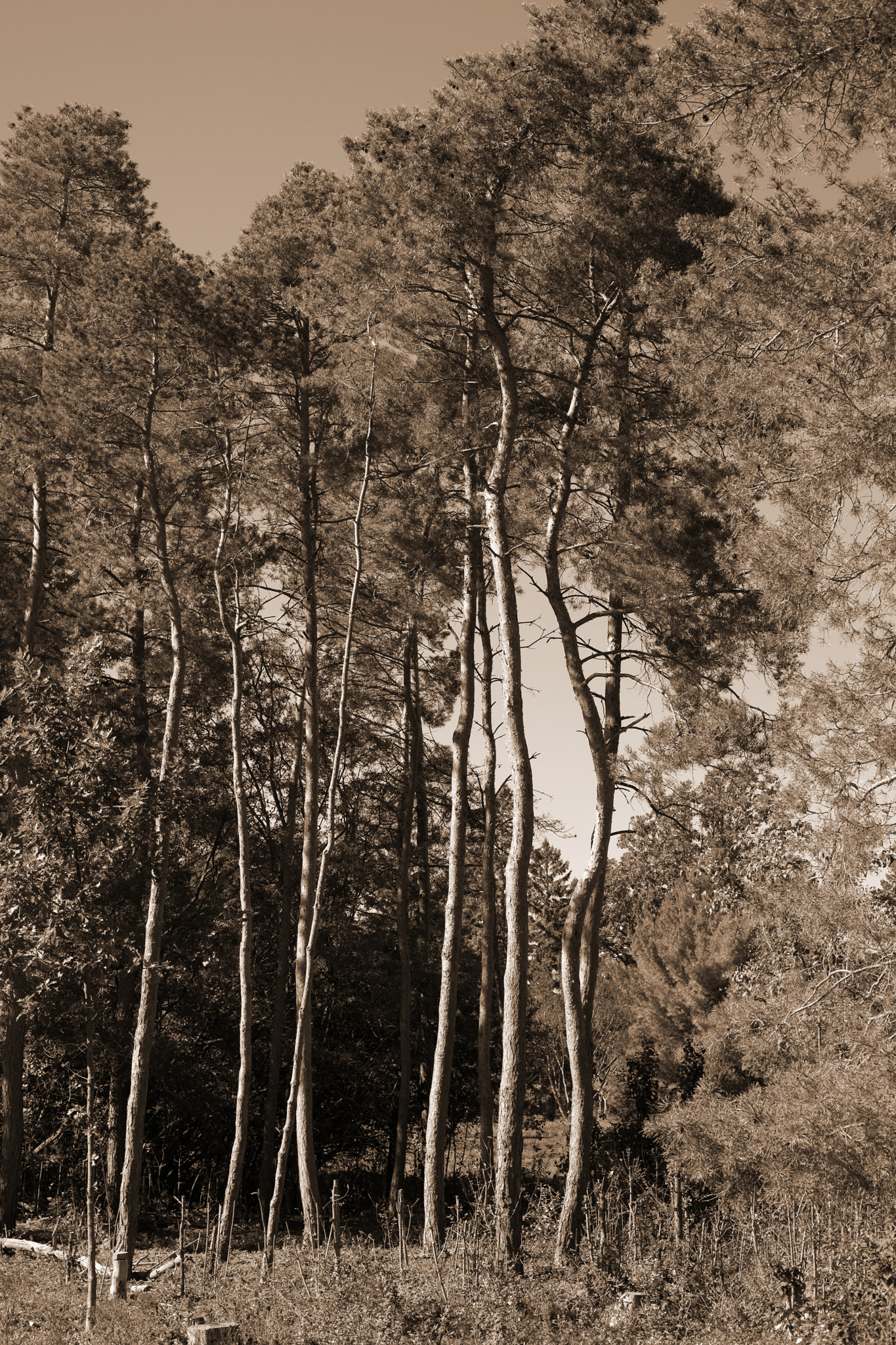 Sony Alpha DSLR-A850 sample photo. Trees in sepia photography
