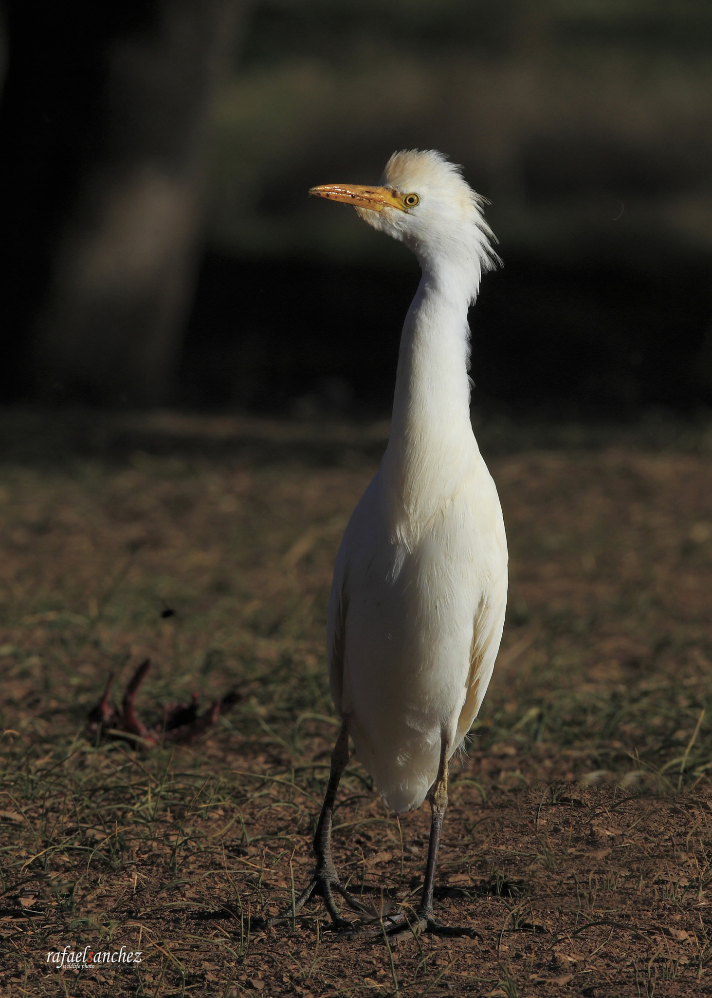 Canon EOS 7D + Canon EF 300mm F2.8L IS USM sample photo. Garcilla bueyera - cattle egret photography