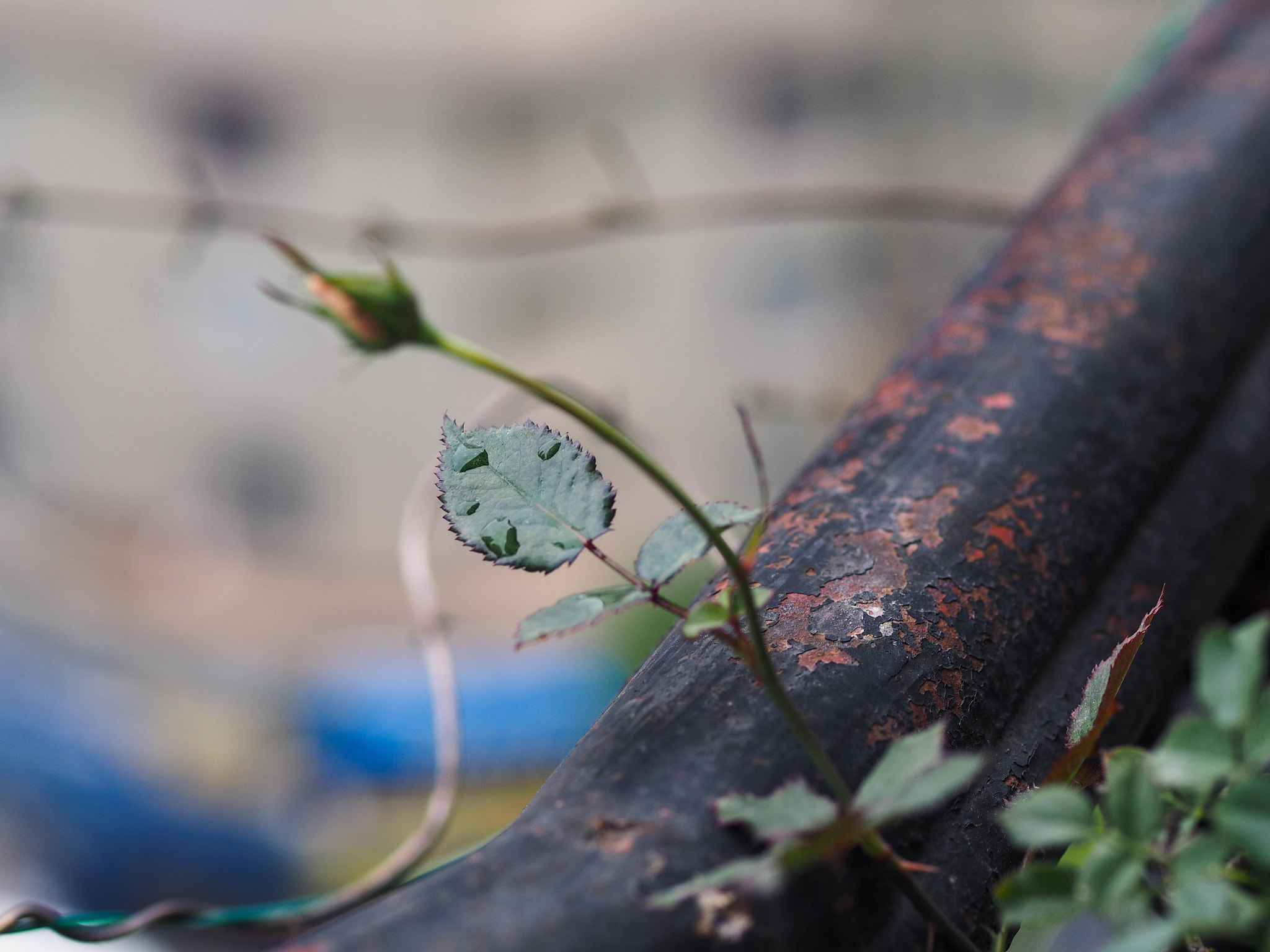 Olympus OM-D E-M1 + OLYMPUS 50mm Lens sample photo. Rain photography