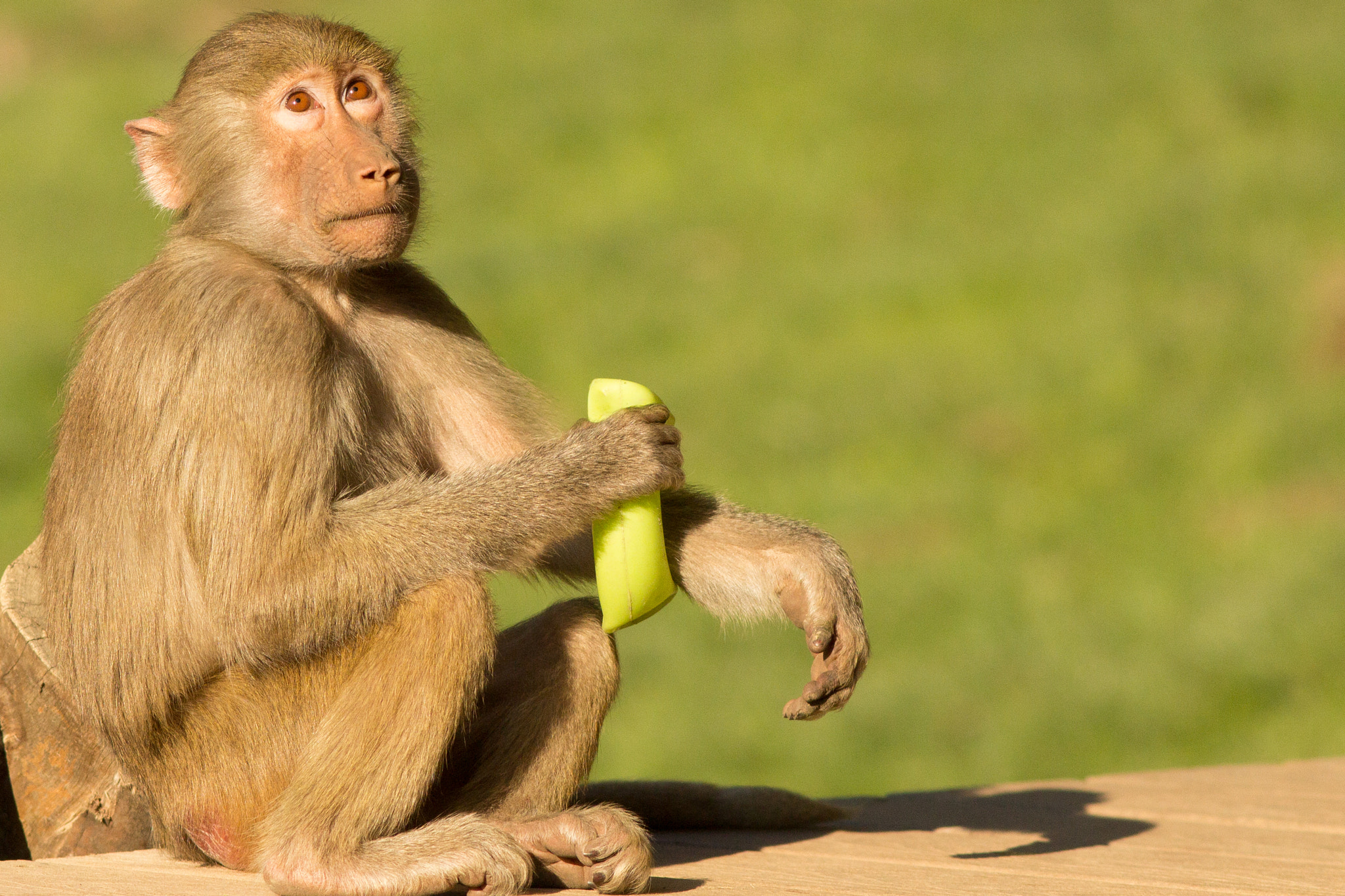 Canon EF 200mm F2.8L II USM sample photo. Dreaming monkey photography