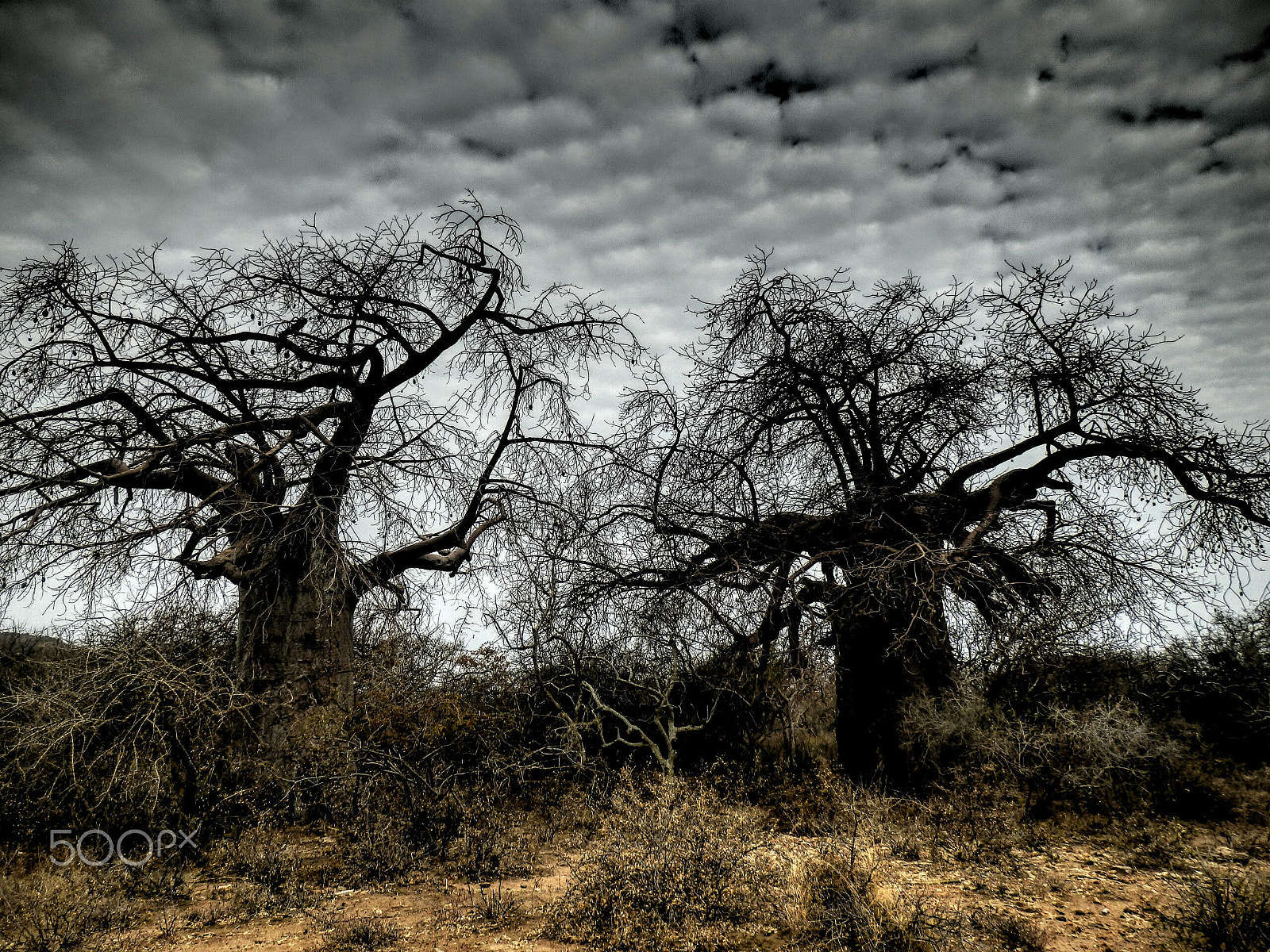 Olympus SZ-31MR sample photo. Creepy baobabs photography