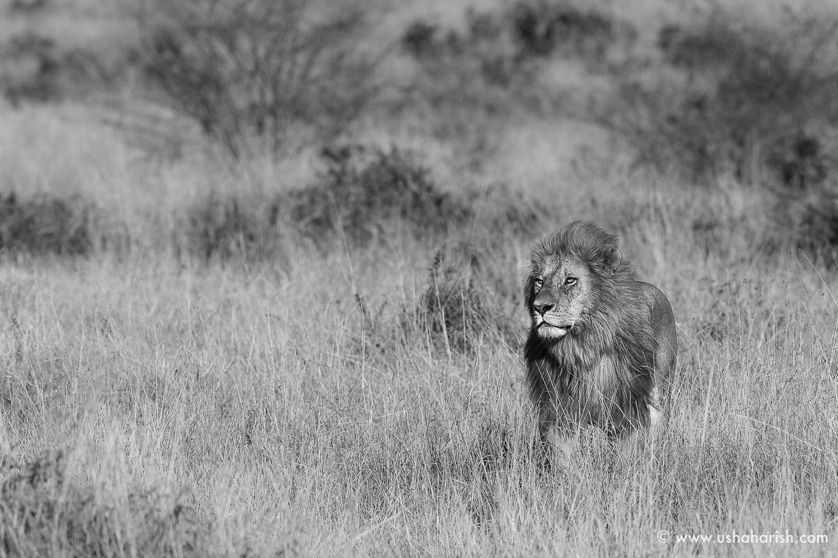 Canon EF 500mm F4L IS II USM sample photo. Majestic lion photography