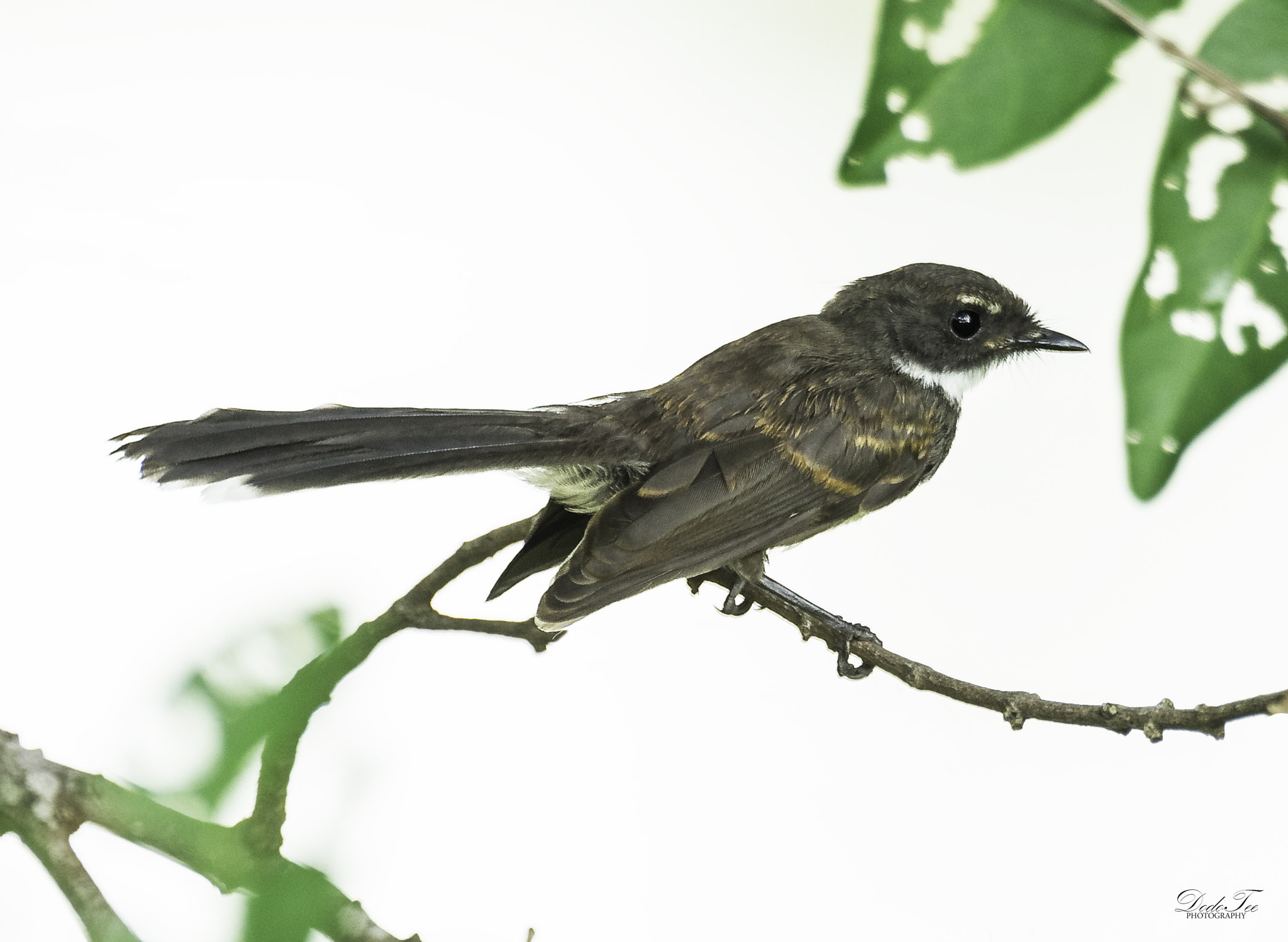 Sony 70-400mm F4-5.6 G SSM II sample photo