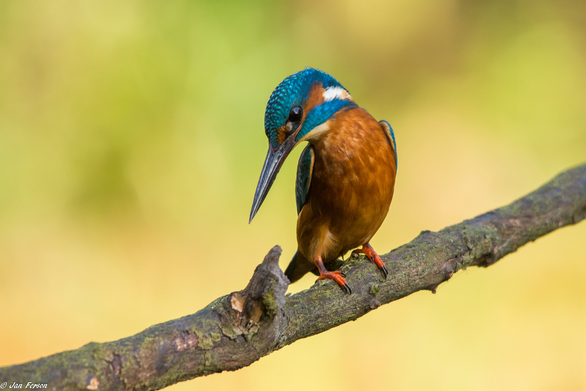 Sigma 150-500mm F5-6.3 DG OS HSM sample photo. Morning stretching photography