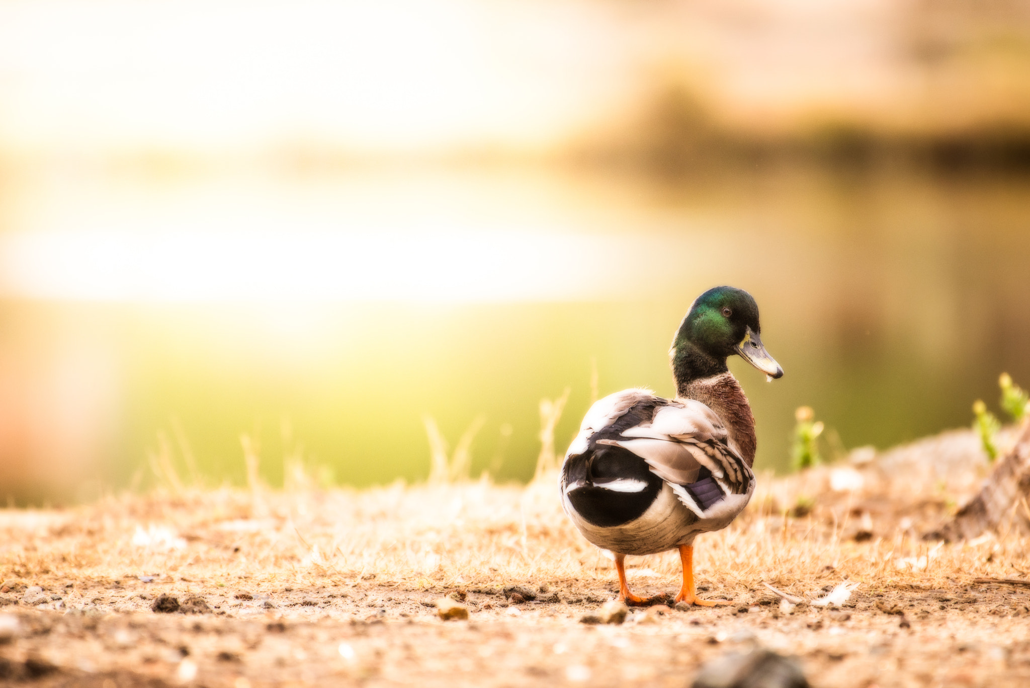 Nikon AF-S Nikkor 200-500mm F5.6E ED VR sample photo. Duck photography