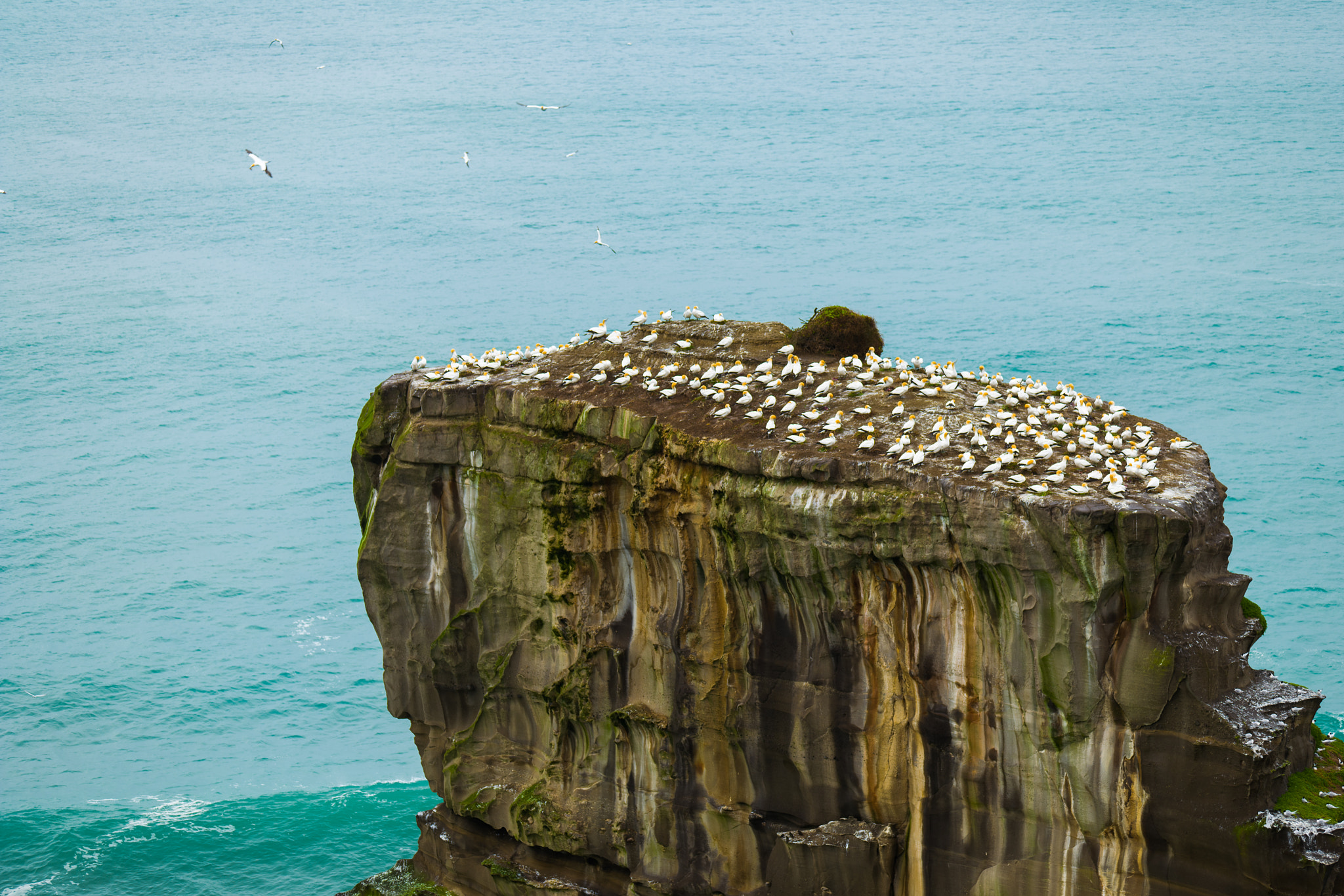 Leica APO-Vario-Elmarit-SL 90-280mm F2.8–4 sample photo. The gannet colony on lonely cliff photography