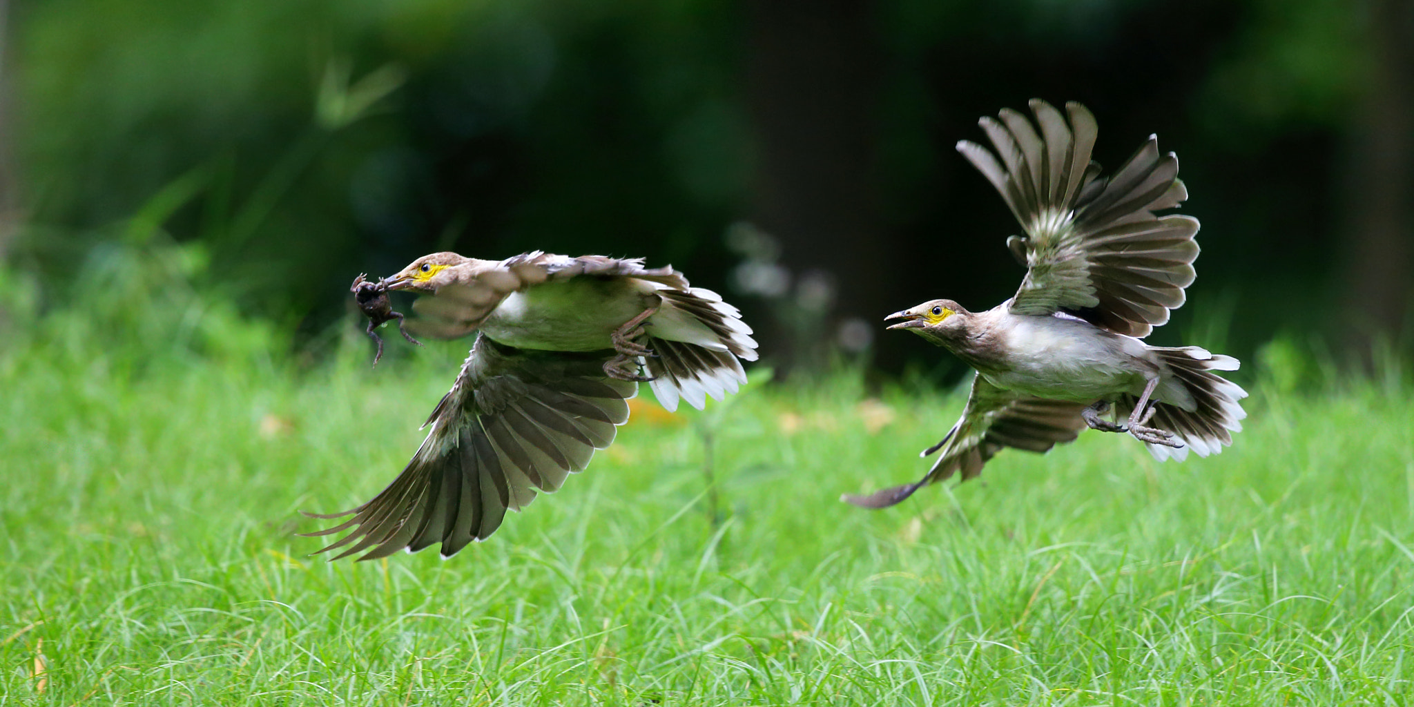 Canon EF 300mm F2.8L IS II USM sample photo. Chase photography