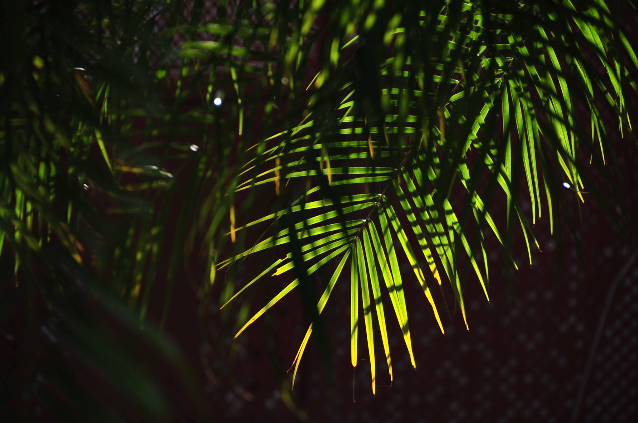 Nikon D3 sample photo. .. photography