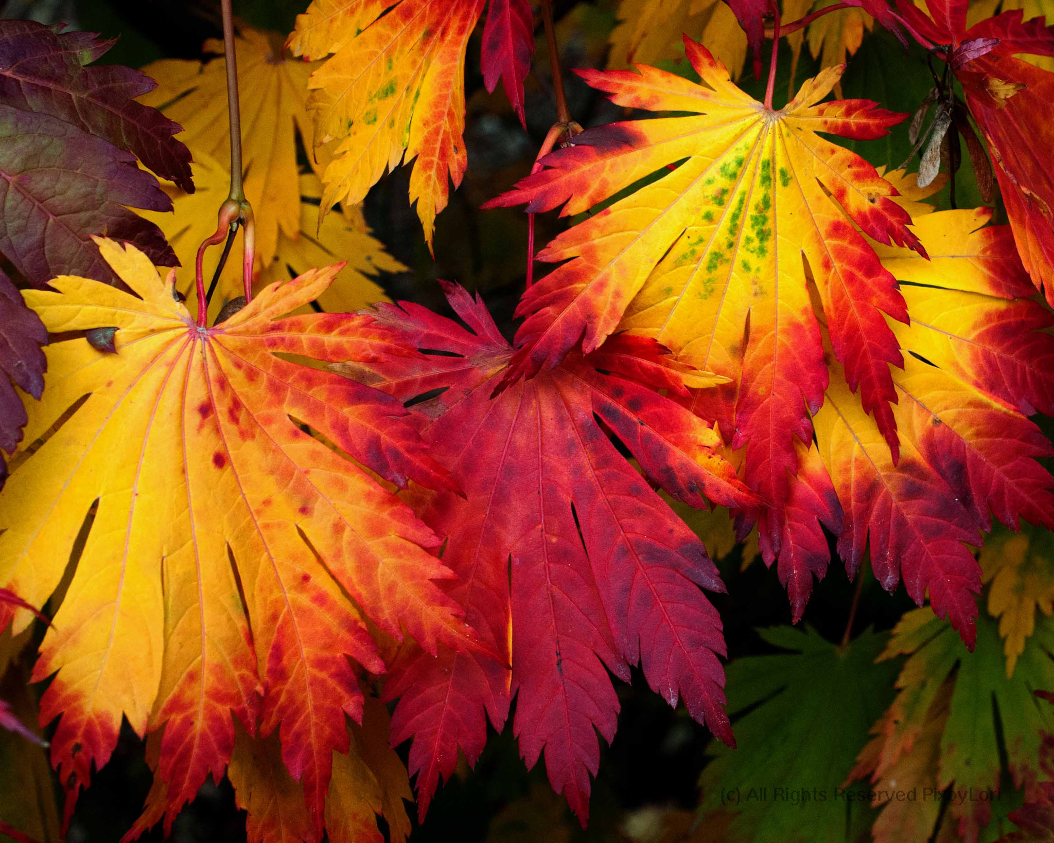 Nikon AF-S DX Micro Nikkor 40mm F2.8 sample photo. Autumn palette photography