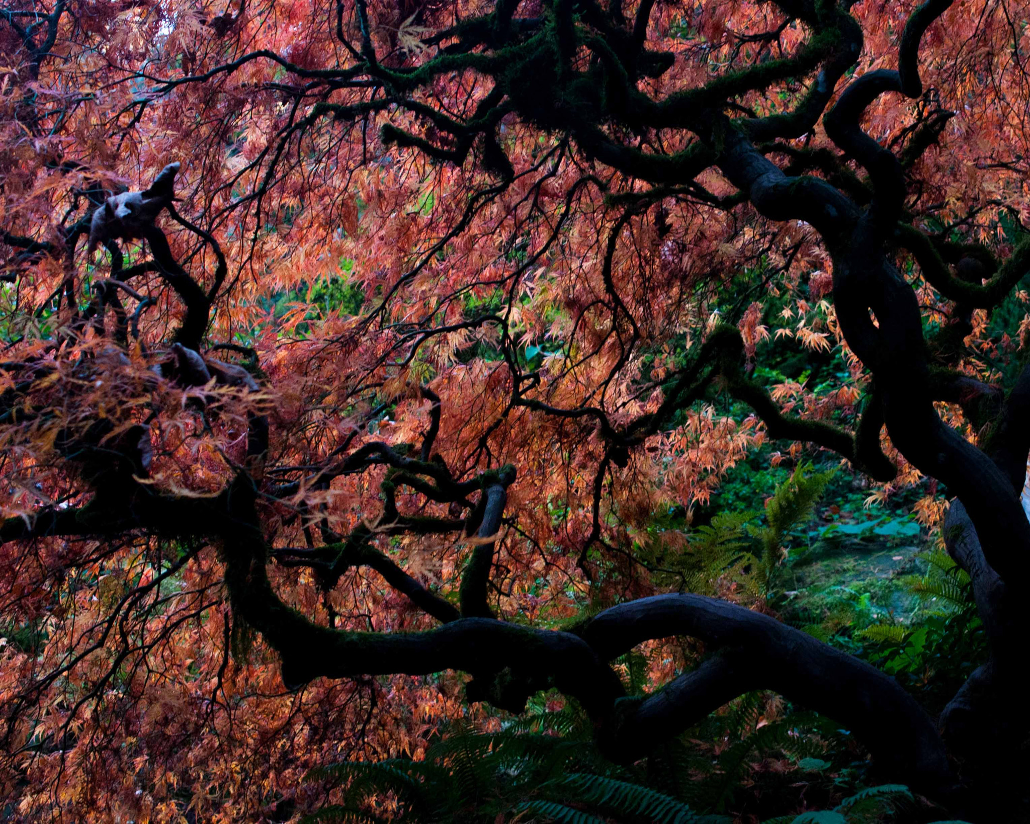 Nikon AF-S DX Micro Nikkor 40mm F2.8 sample photo. Japanese maple photography