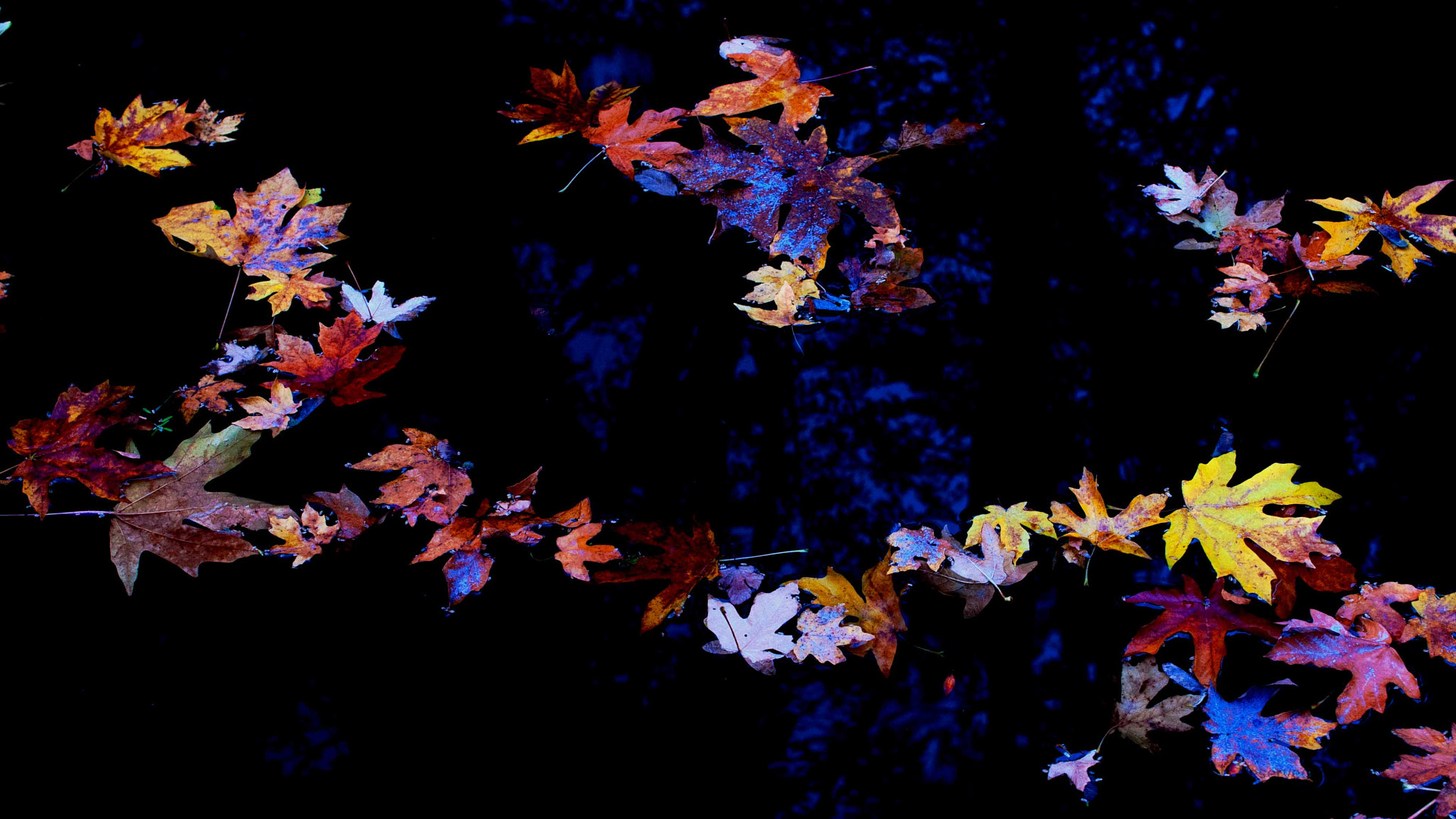 Nikon AF-S DX Micro Nikkor 40mm F2.8 sample photo. Autumn melody photography