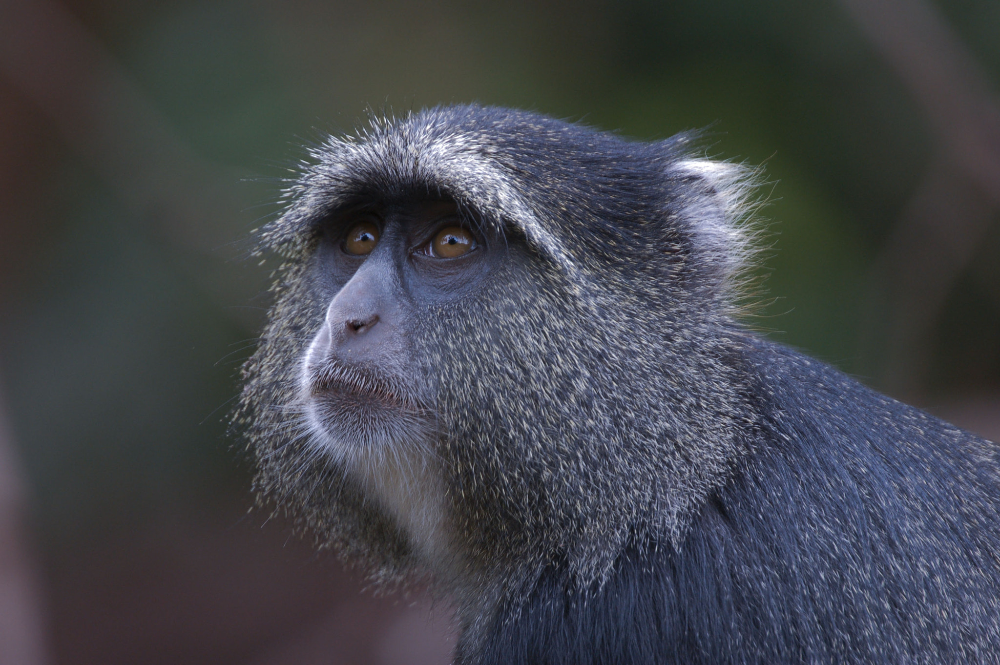 Nikon D50 + Sigma APO 170-500mm F5-6.3 Aspherical RF sample photo. Blue monkey photography