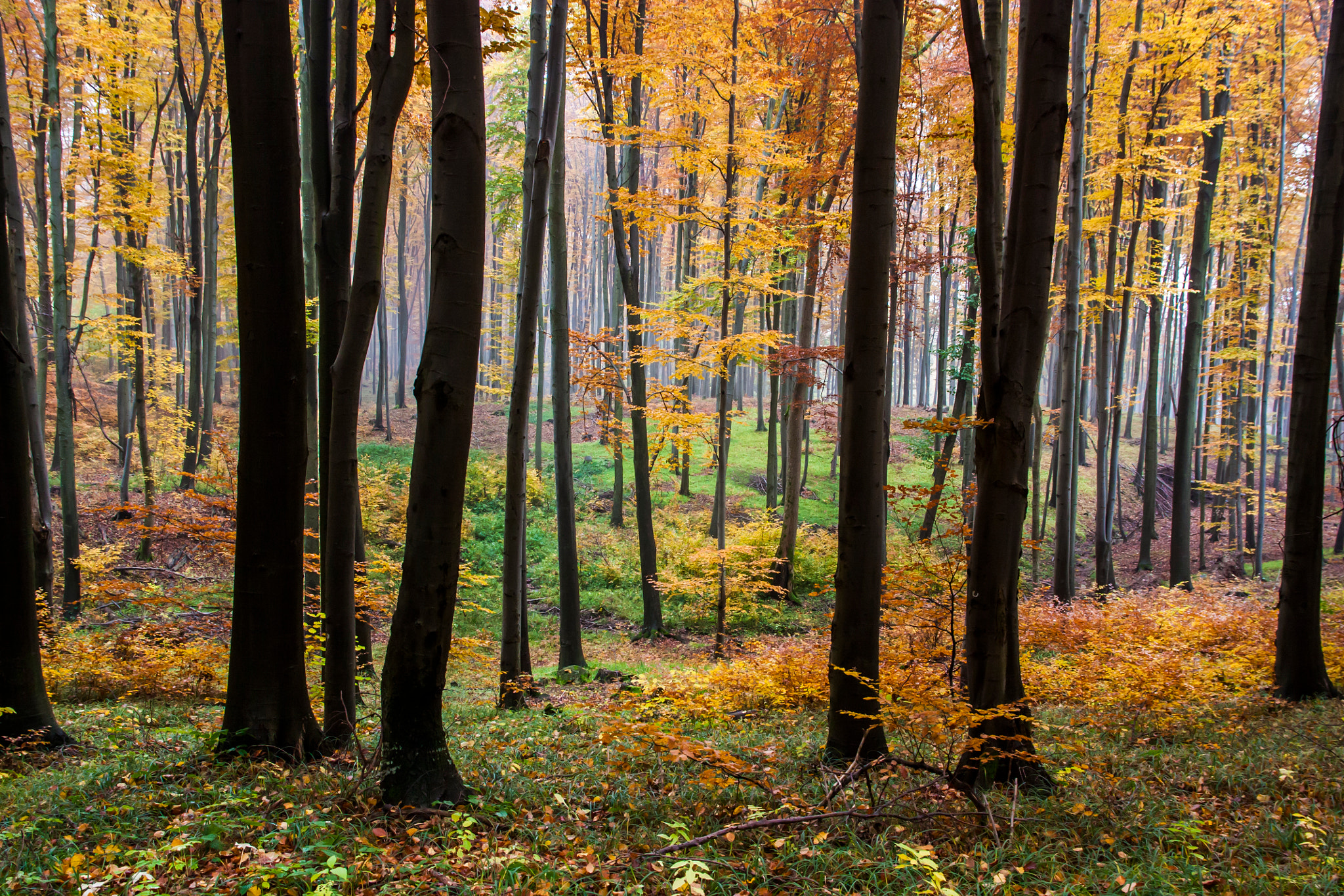 Sigma 17-70mm F2.8-4 DC Macro OS HSM sample photo. Colorful forest photography