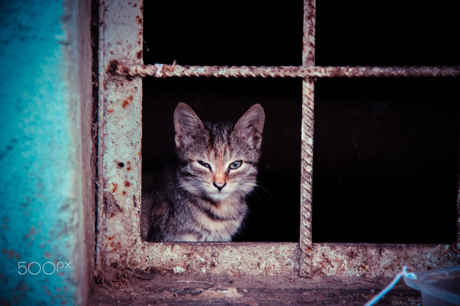Canon EF-S 18-200mm F3.5-5.6 IS sample photo. Cat photography