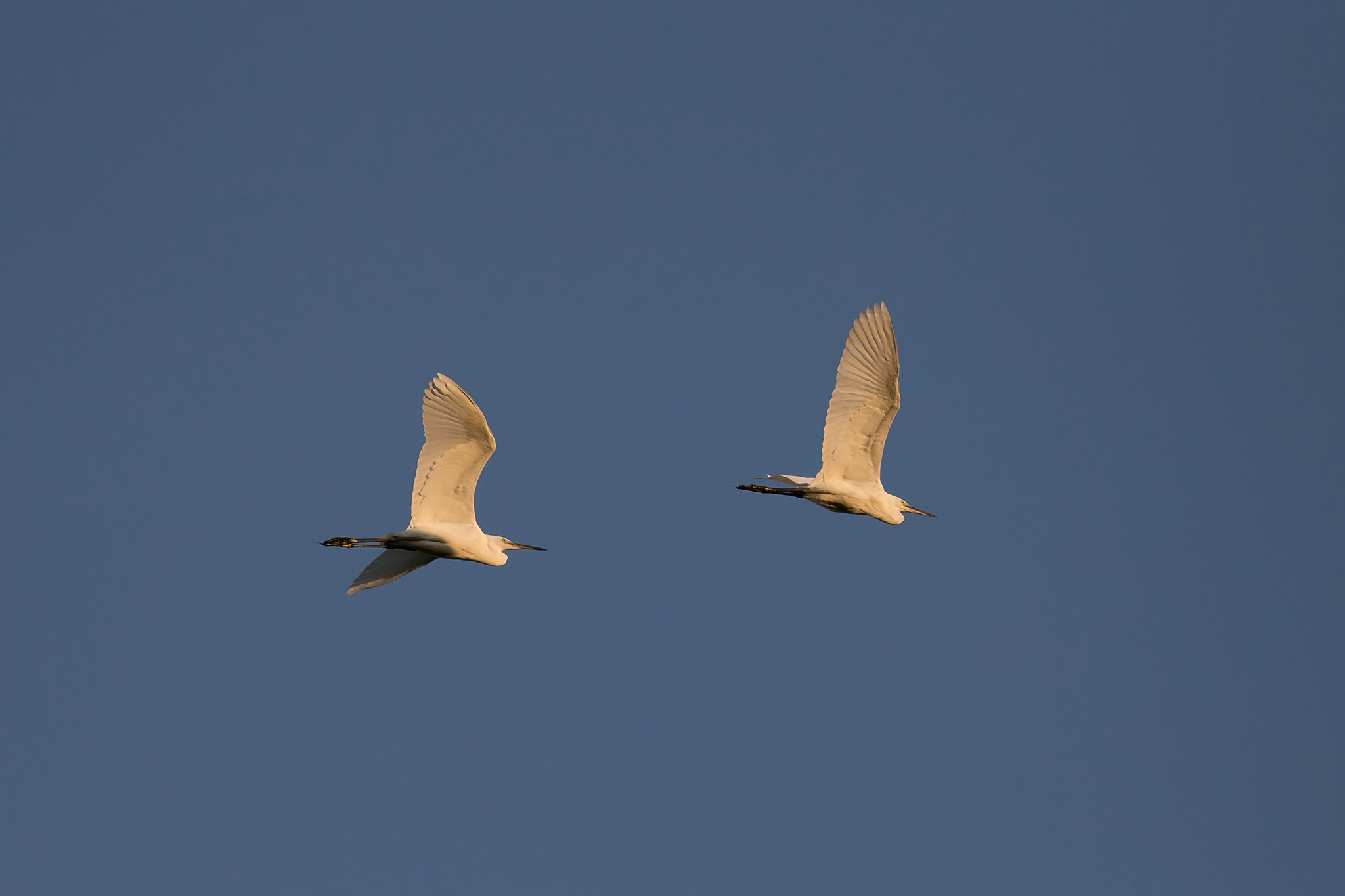 Canon EOS 6D + Canon EF 400mm F5.6L USM sample photo. Egrets in sunset photography