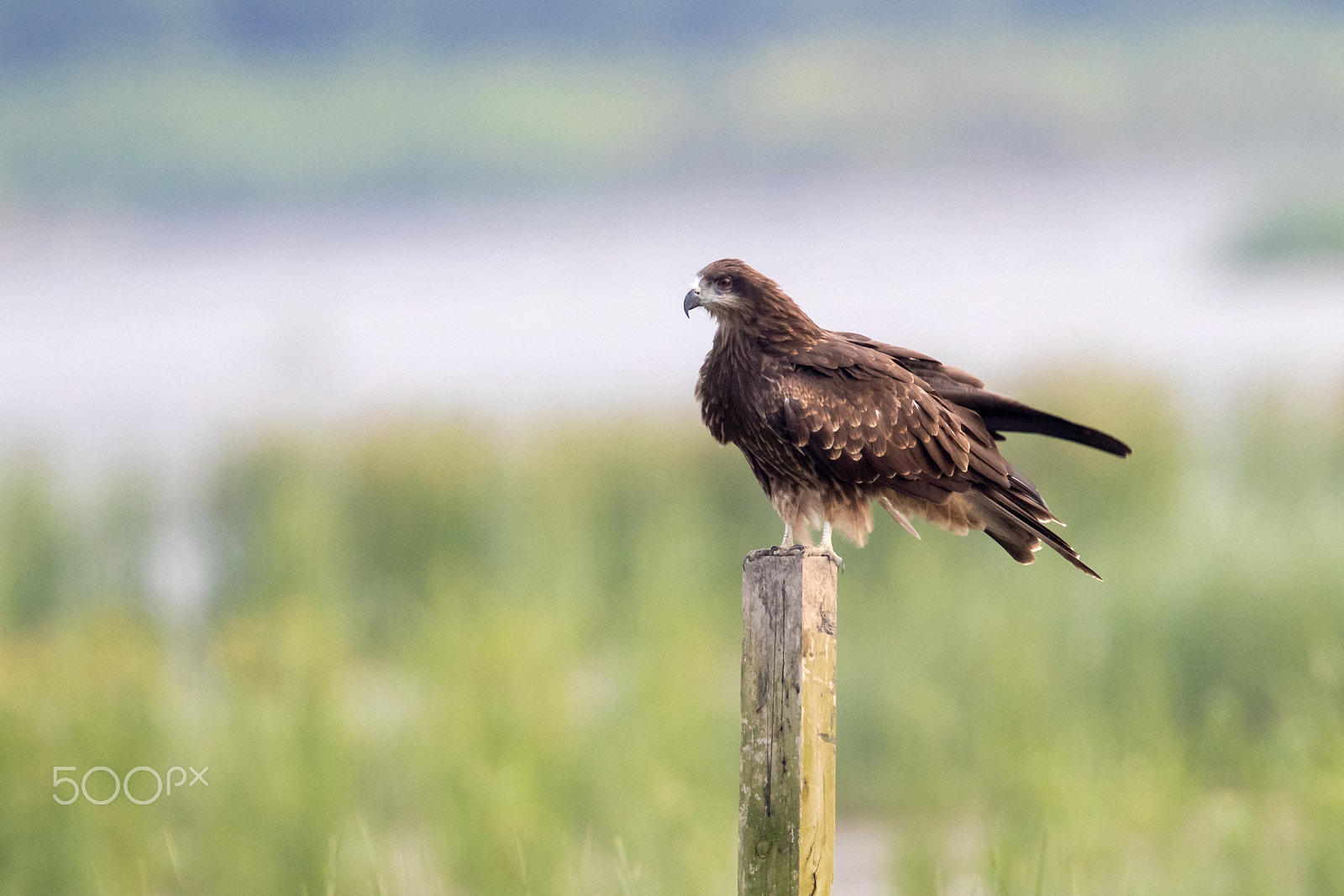 Canon EF 500mm F4L IS II USM sample photo. Black kite (milvus migrans) perching on wood photography