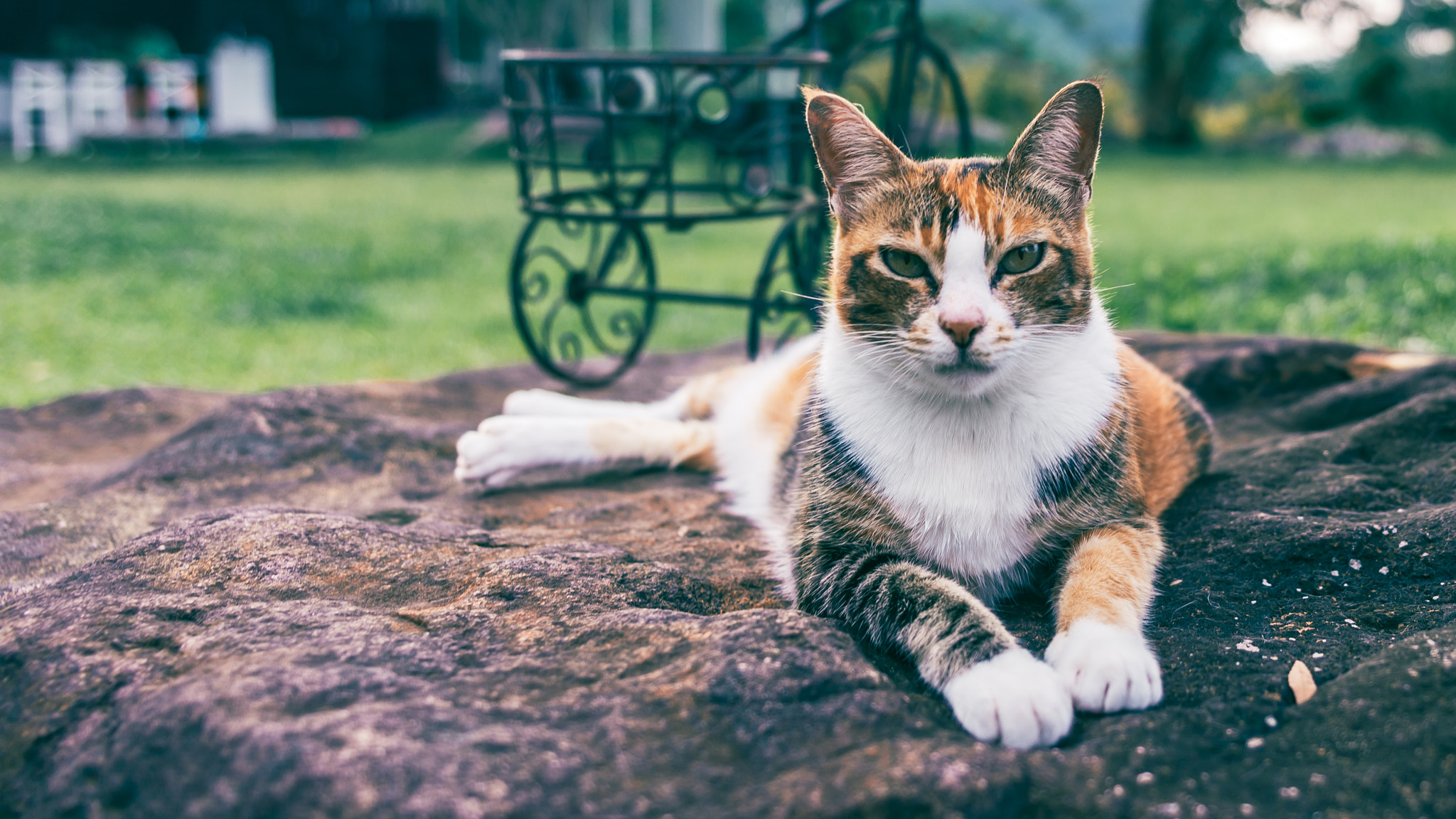Canon EF 400mm f/2.8L sample photo. Relax photography