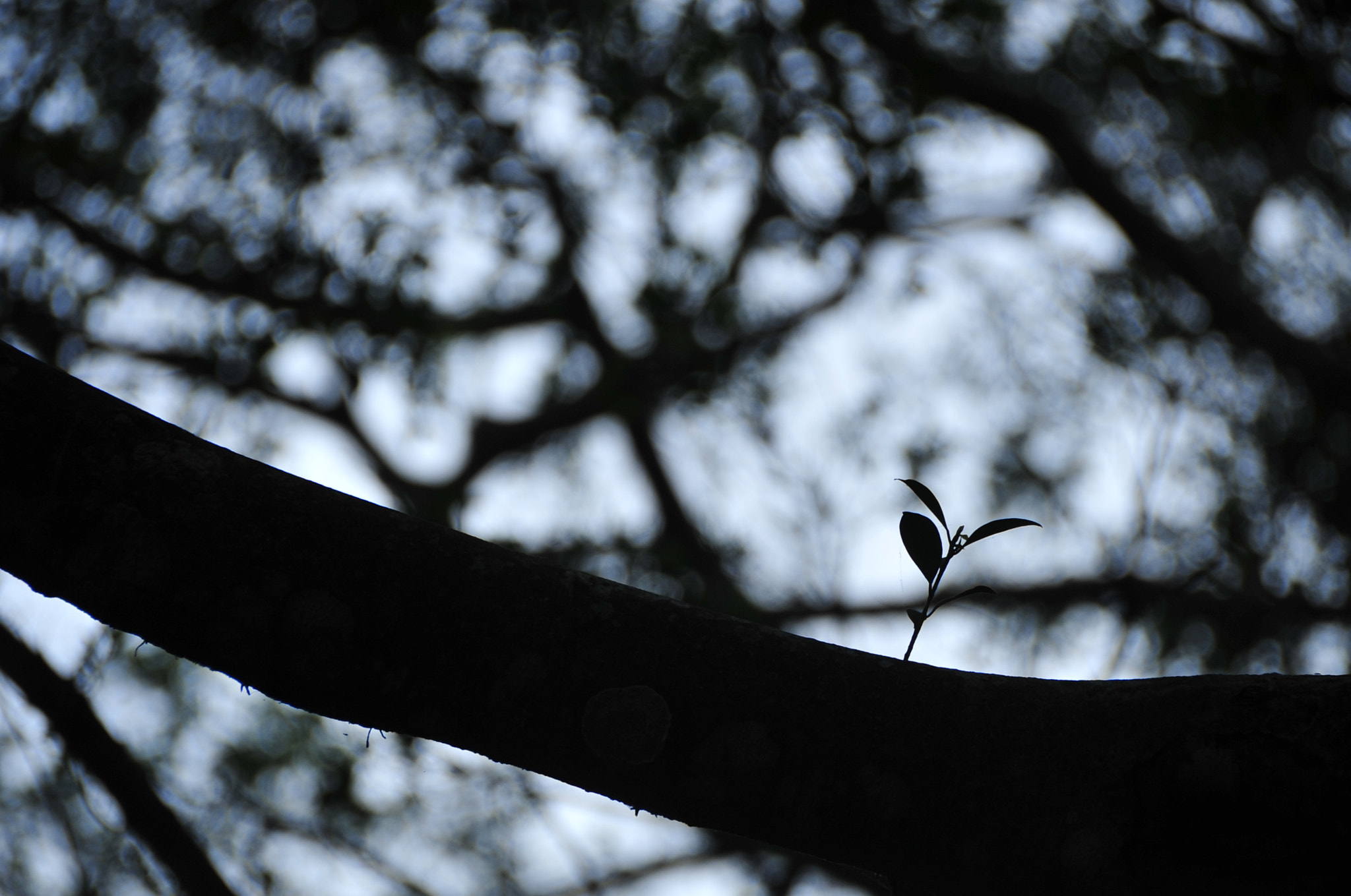 Nikon D3 sample photo. .. photography
