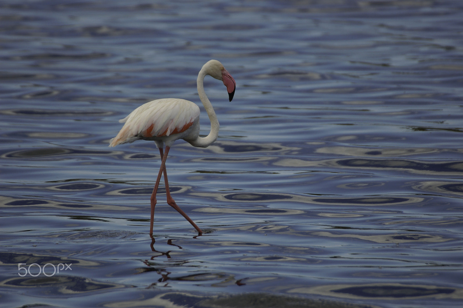 Nikon D50 + Sigma APO 170-500mm F5-6.3 Aspherical RF sample photo. Flamingo photography