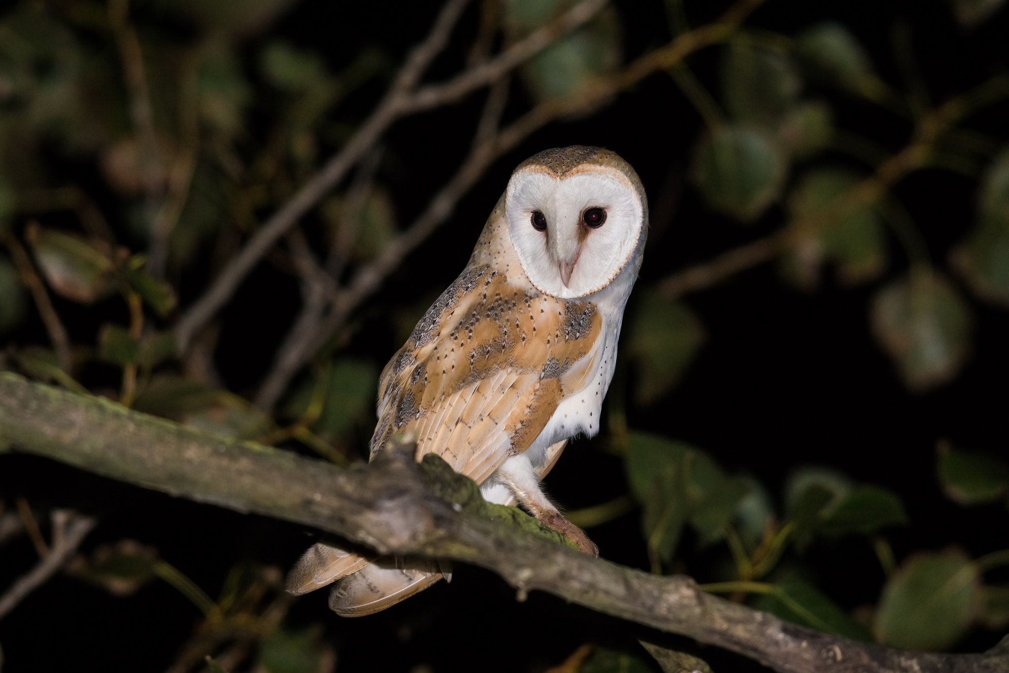 Sony ILCA-77M2 + Sony 300mm F2.8 G SSM II sample photo. Barn owl photography