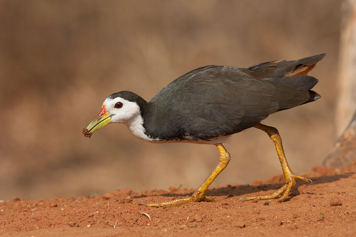 Sigma 150-500mm F5-6.3 DG OS HSM sample photo. White-breasted waterhen photography