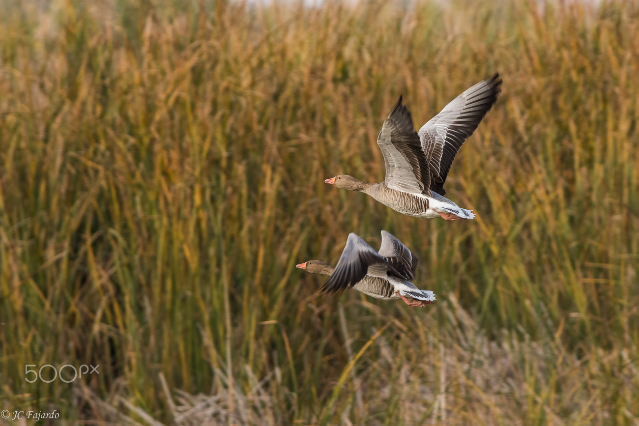 Nikon D7100 + Nikon AF-S Nikkor 300mm F2.8G ED-IF VR sample photo. Betwenn common red grass photography