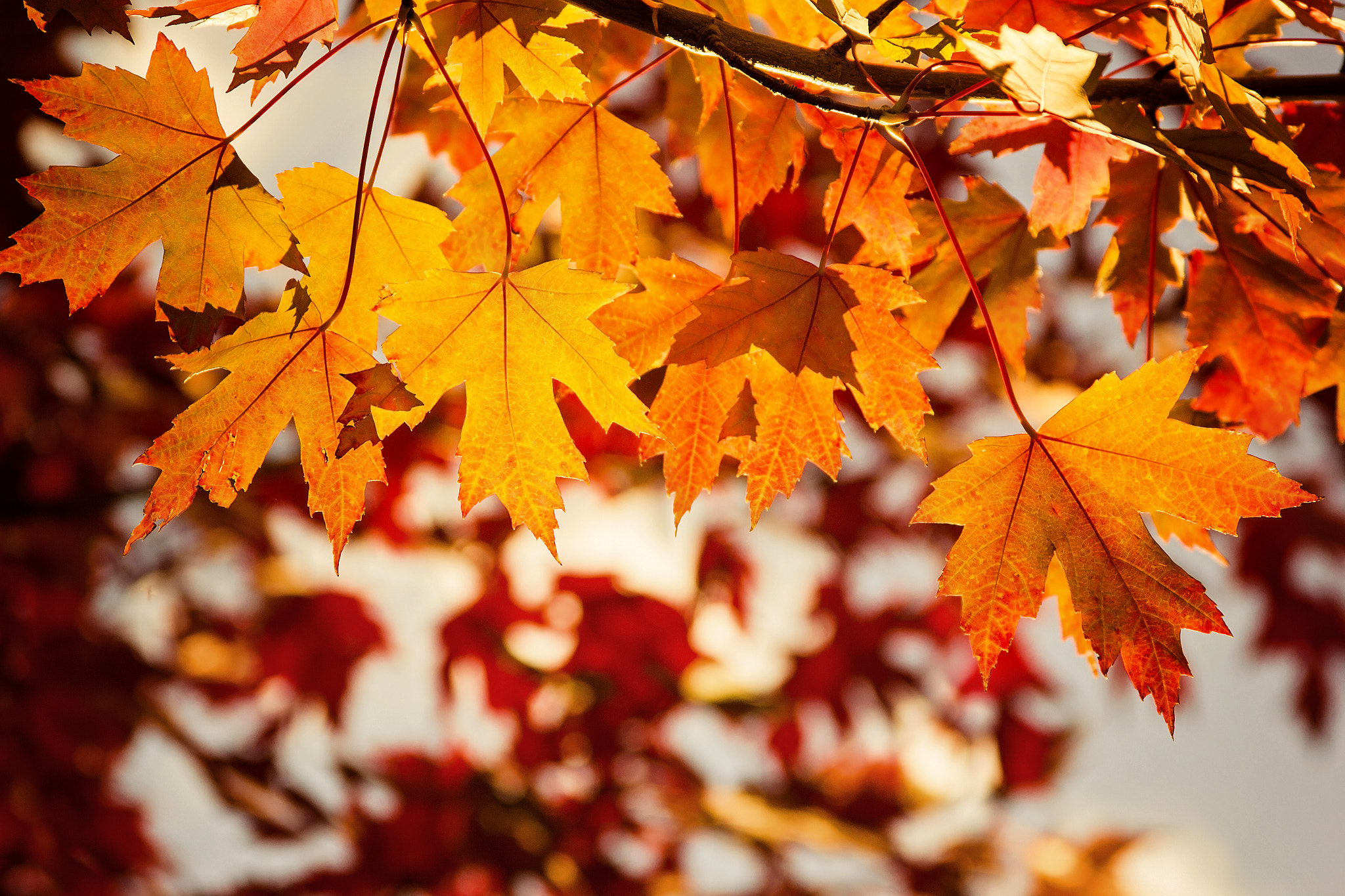 Canon EF 28-135mm F3.5-5.6 IS USM sample photo. Autumn enchanted photography