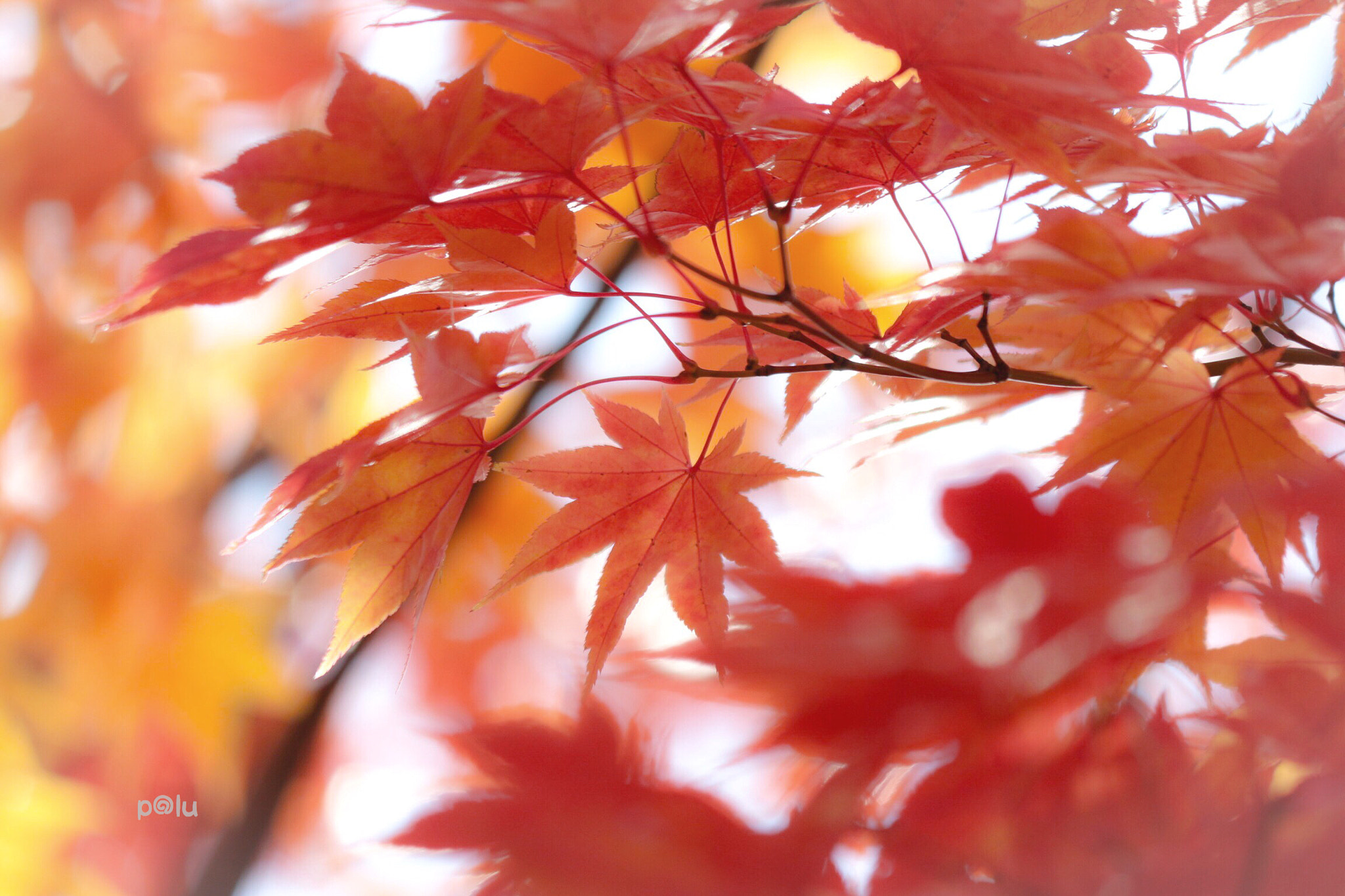 Canon EOS 700D (EOS Rebel T5i / EOS Kiss X7i) sample photo
