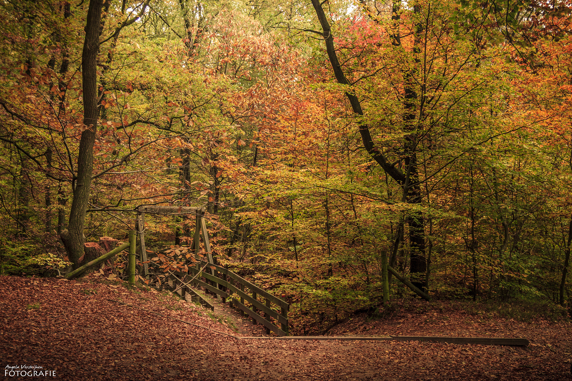 Sigma 18-250mm F3.5-6.3 DC OS HSM sample photo. A forest photography