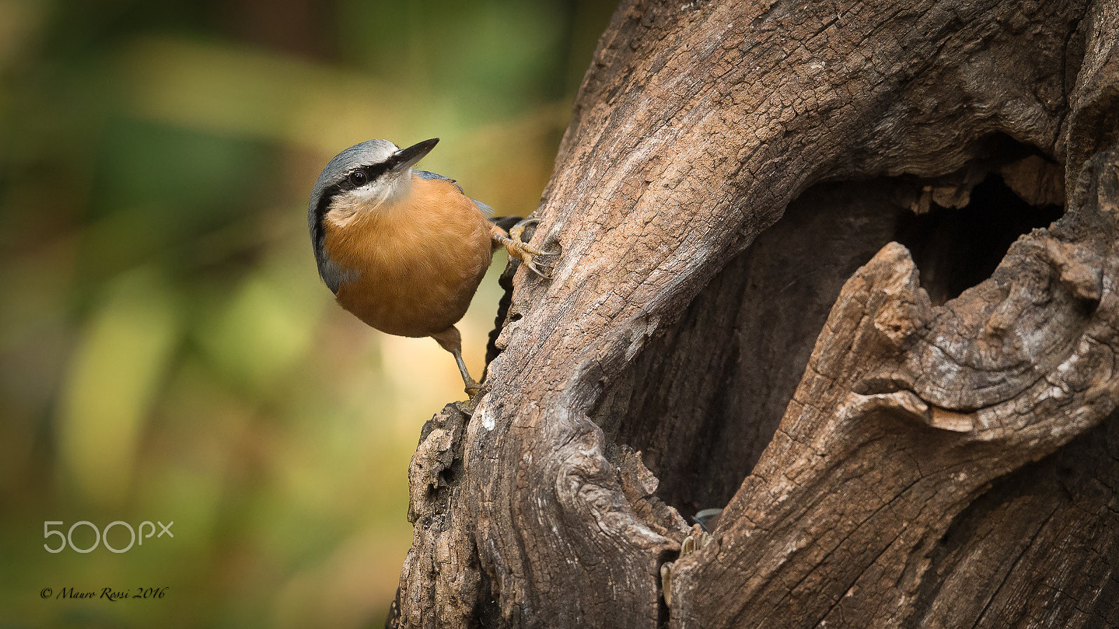 Nikon D4S + Nikon AF-S Nikkor 500mm F4E FL ED VR sample photo. Sitta europaea - picchio muratore photography