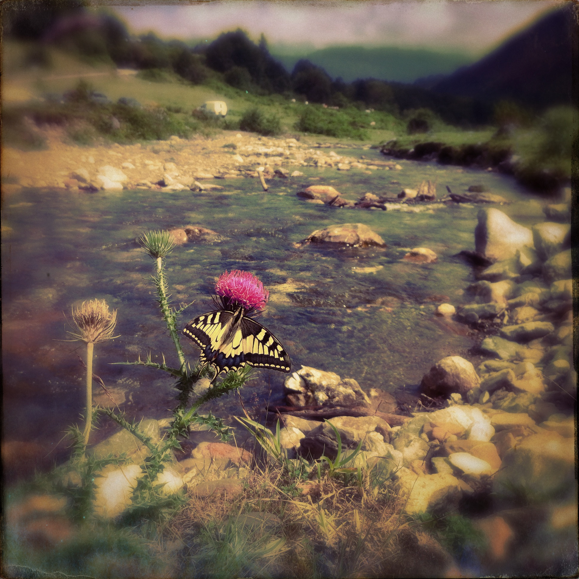 Hipstamatic 277 sample photo. Butterfly photography