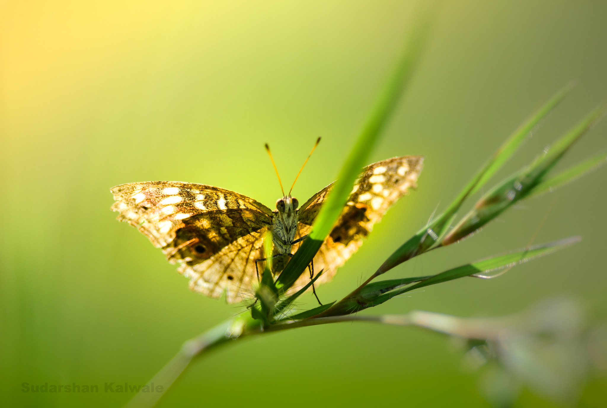 Nikon D750 + Nikon AF-S Nikkor 300mm F4D ED-IF sample photo