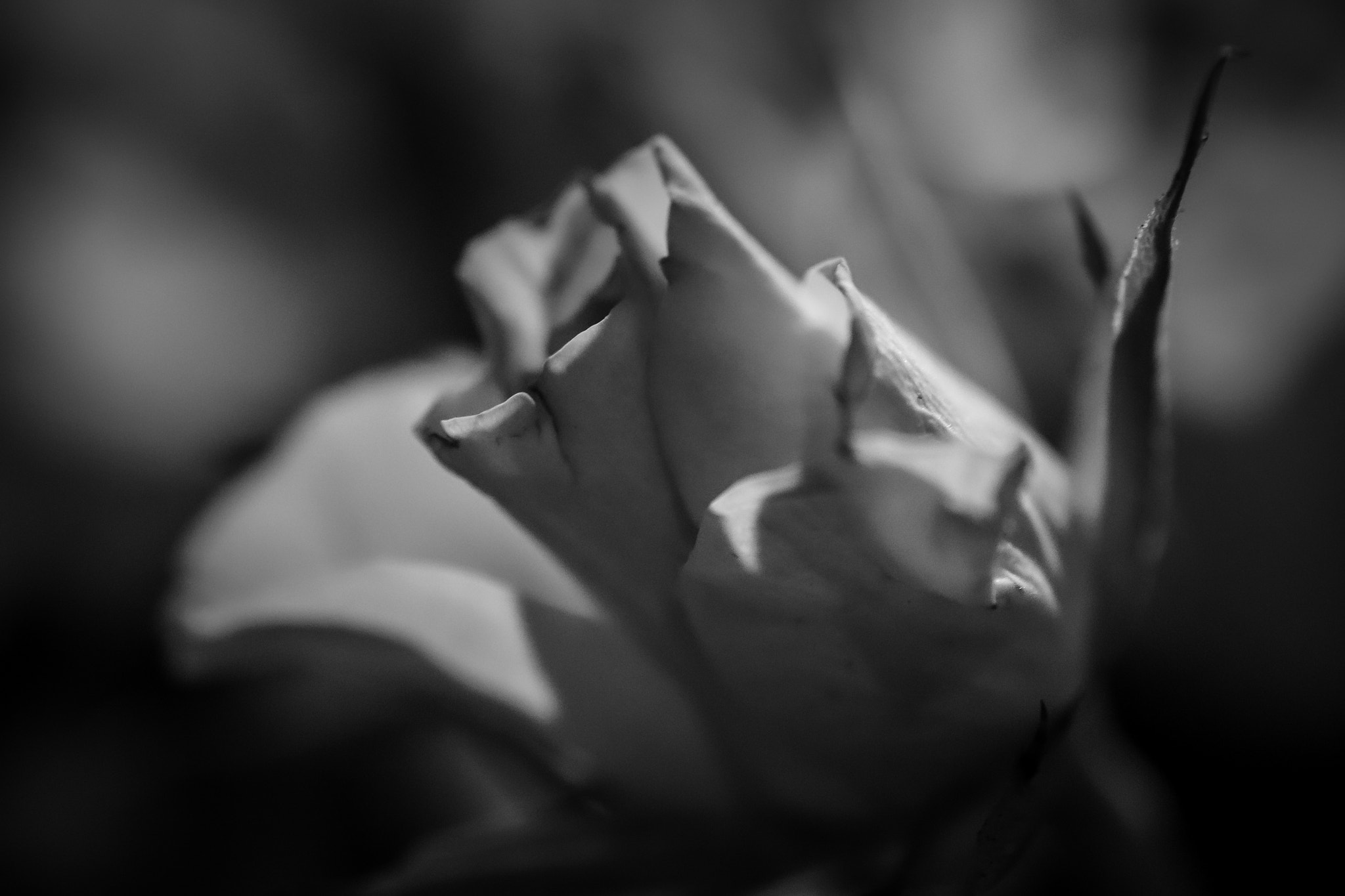 Fujifilm XF 60mm F2.4 R Macro sample photo. Agonia photography