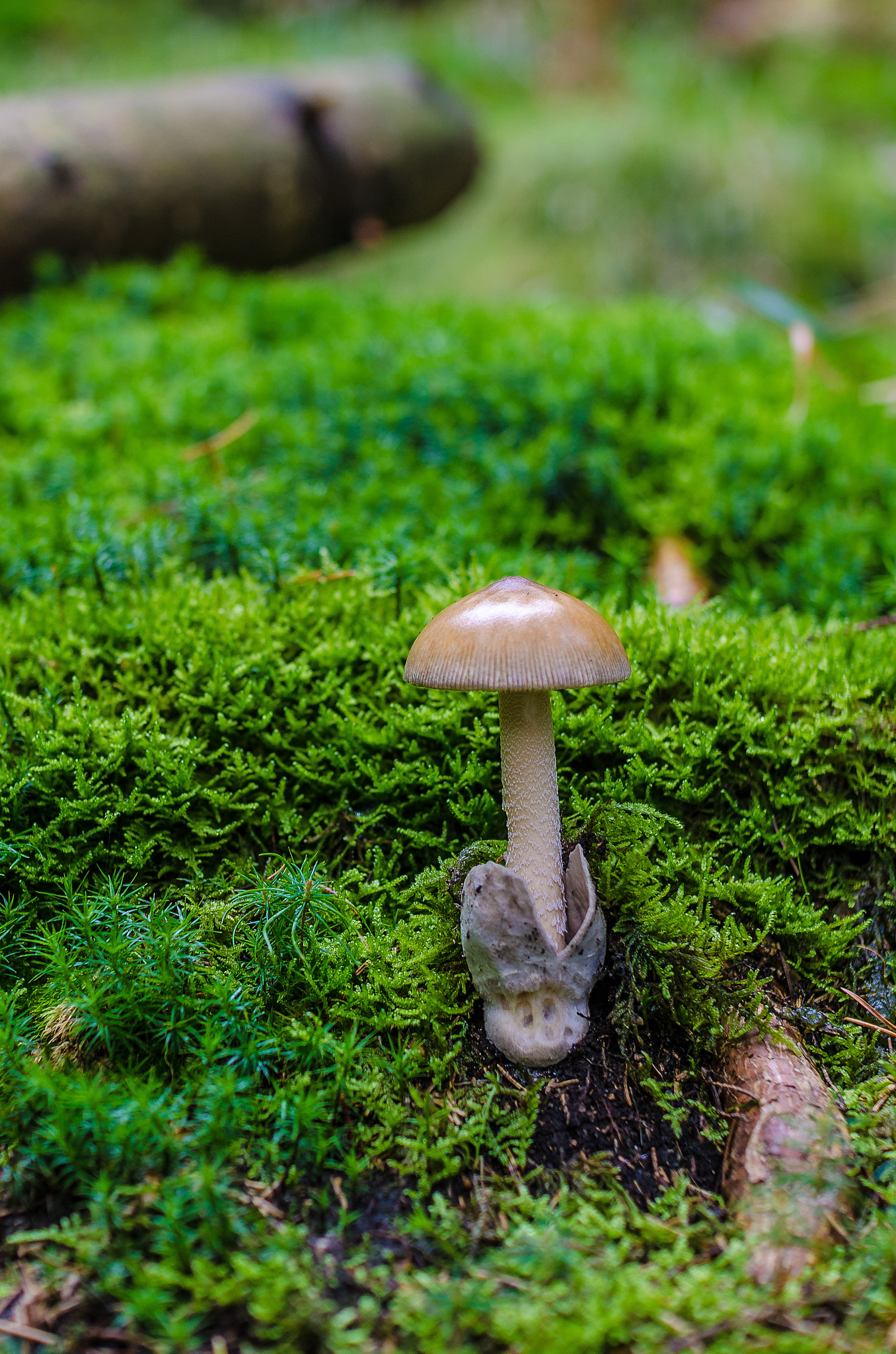 Nikon D7000 + Sigma 30mm F1.4 EX DC HSM sample photo. Amanita crocea photography