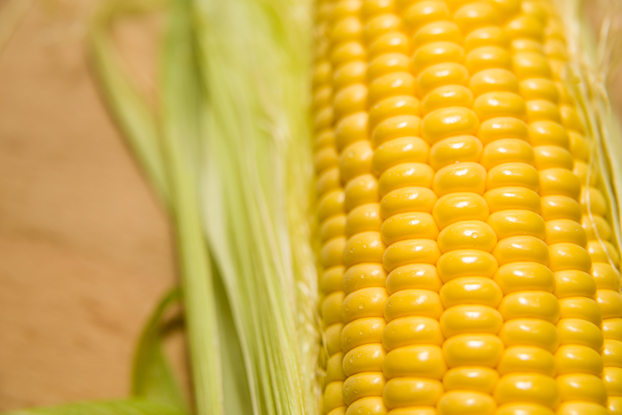 Nikon D800 sample photo. The seeds  fruit of the corn closeup. photography