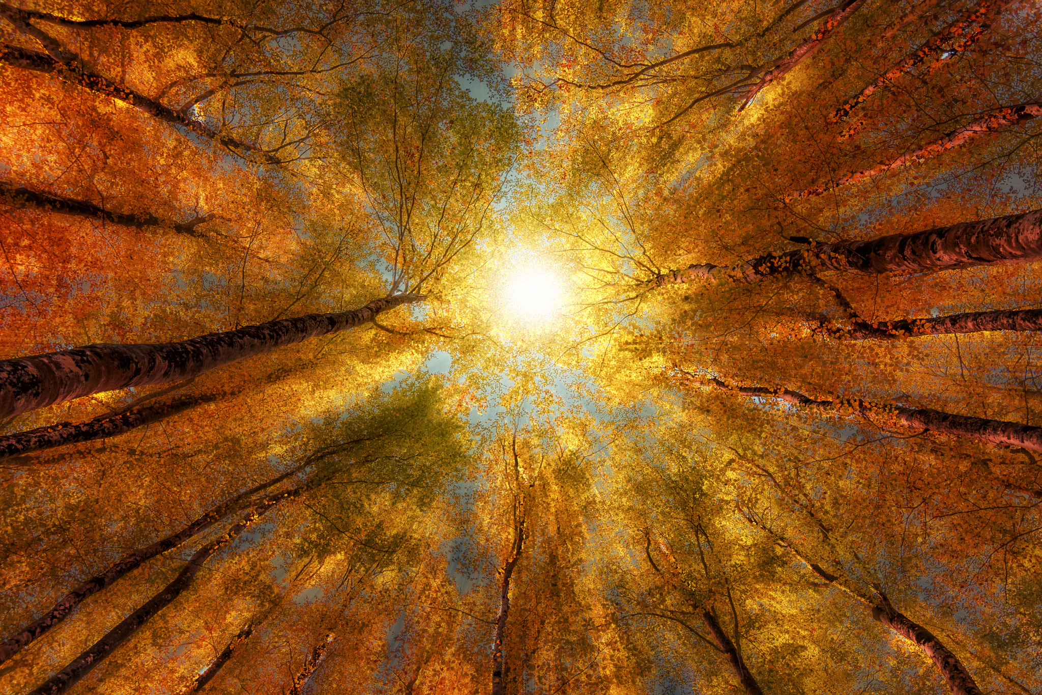 Nikon D500 sample photo. Light in the woods photography