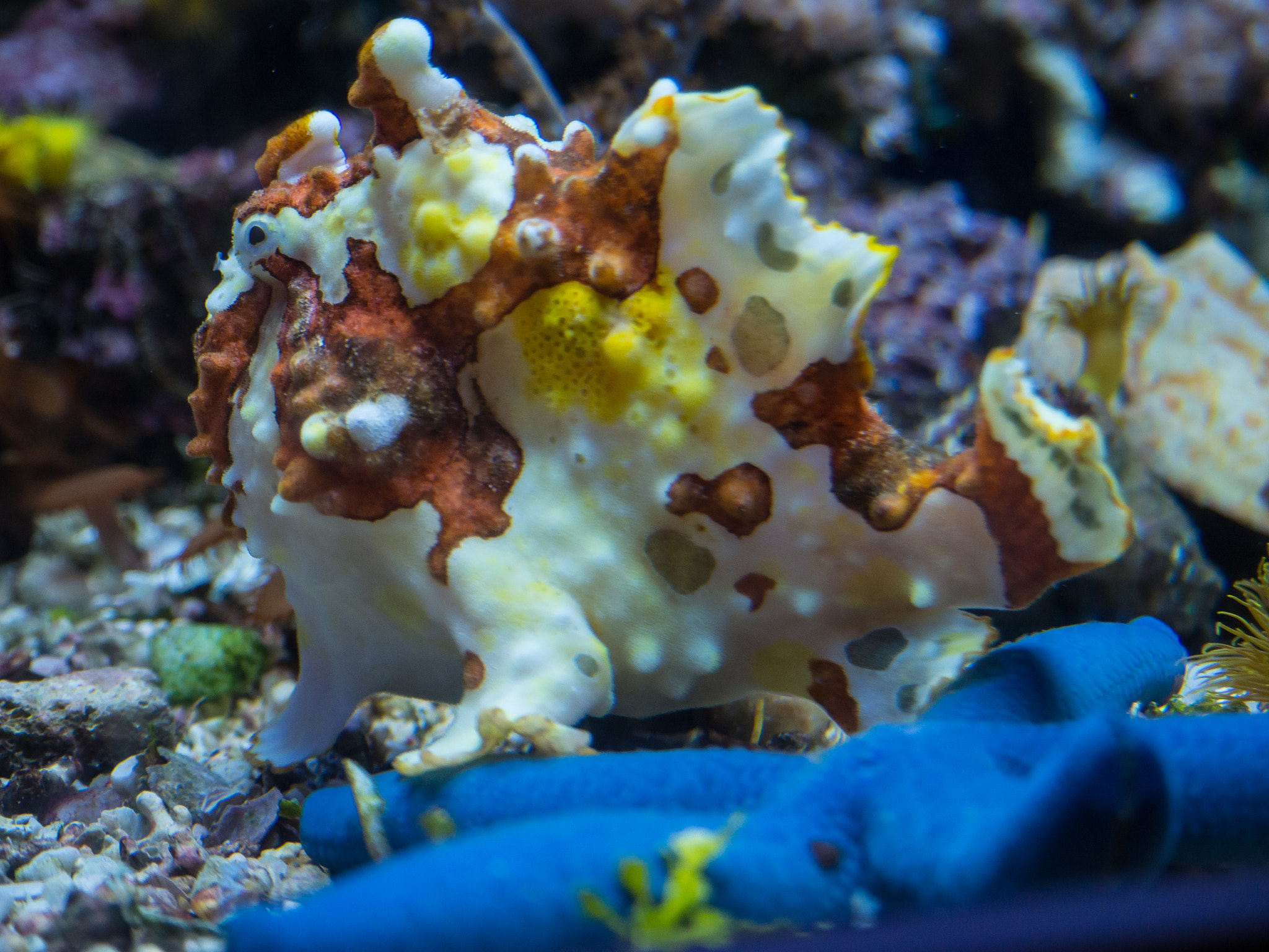 Olympus M.Zuiko Digital ED 14-42mm F3.5-5.6 EZ sample photo. Frogfish photography