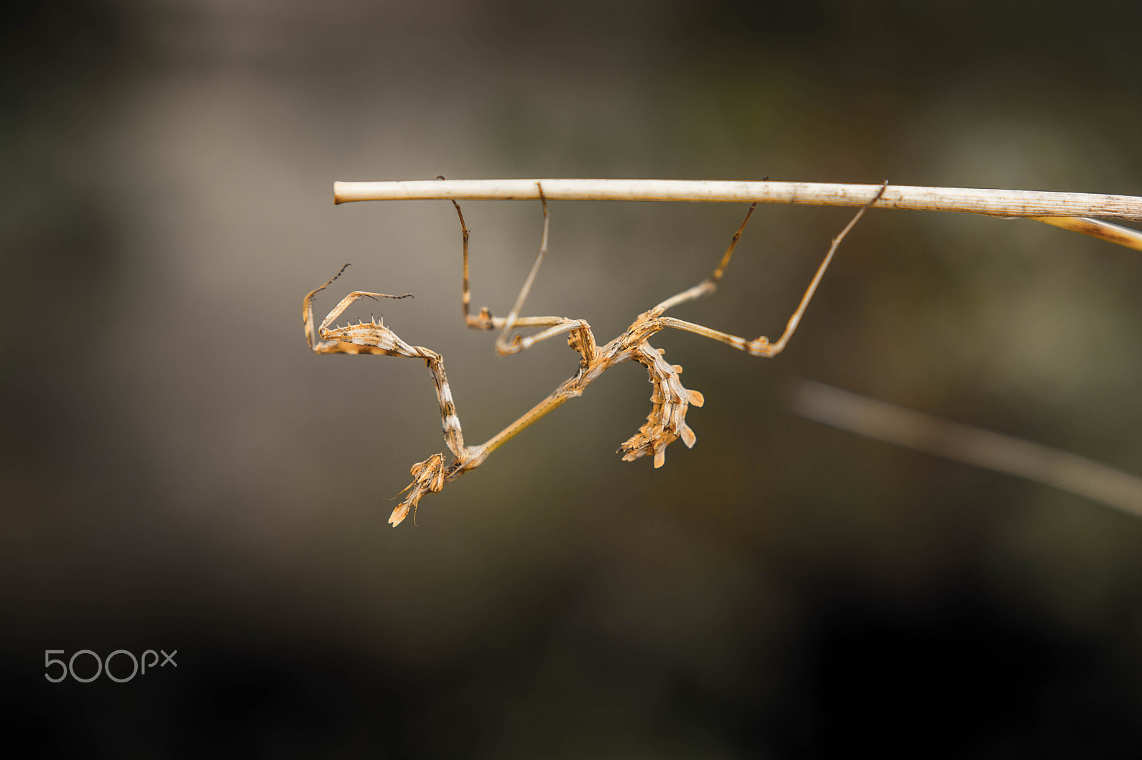 Nikon D5200 + Sigma 18-35mm F1.8 DC HSM Art sample photo. Mantis photography