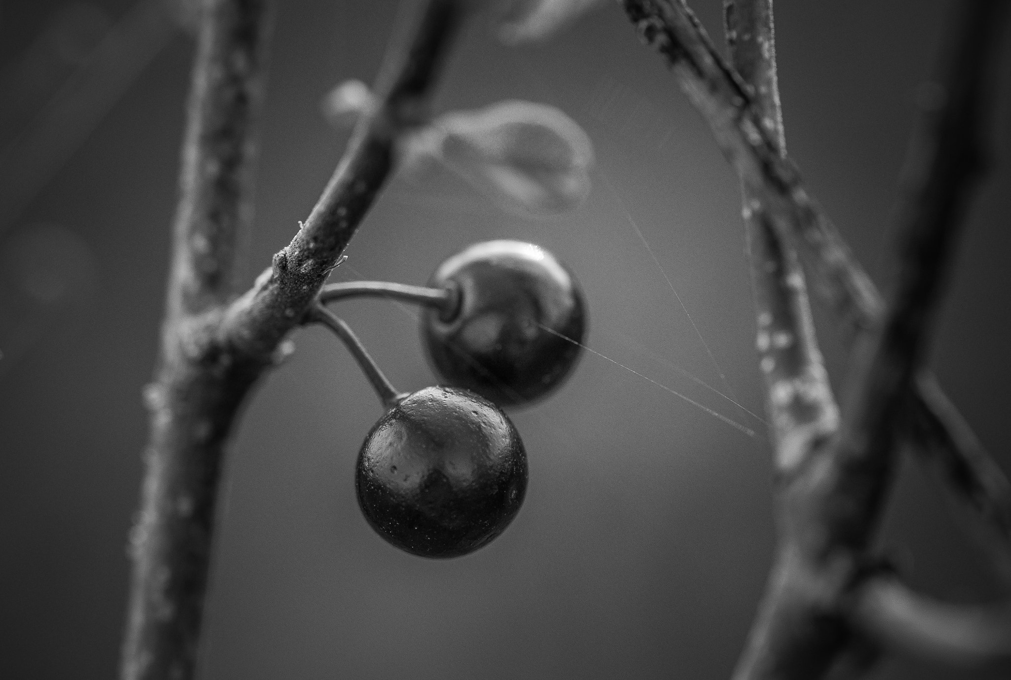 Nikon AF-S Micro-Nikkor 105mm F2.8G IF-ED VR sample photo. Twins. Близнюки. photography