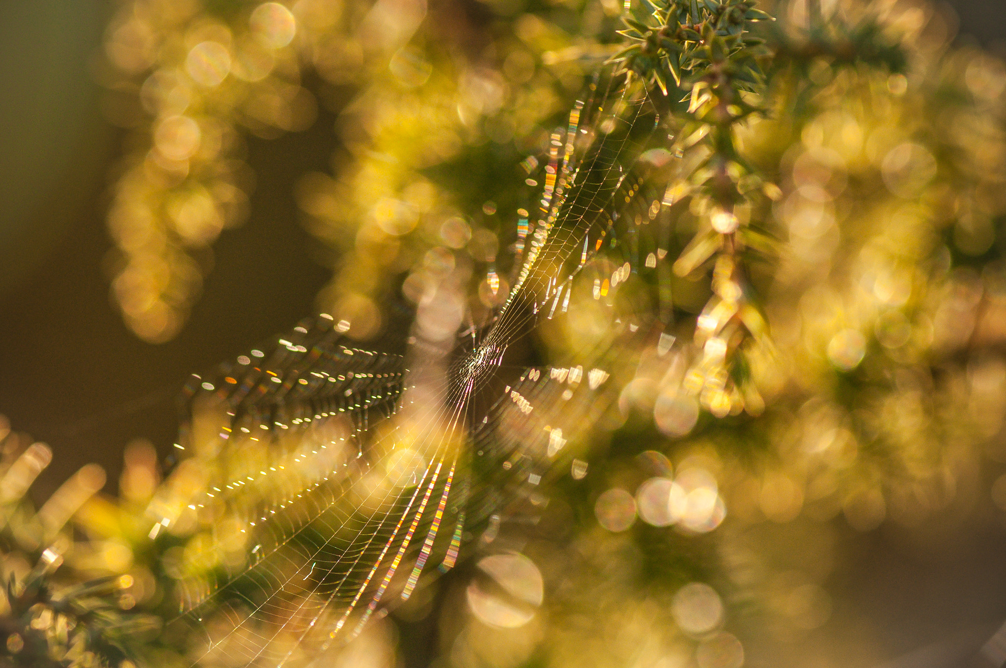 Nikon AF-S Micro-Nikkor 105mm F2.8G IF-ED VR sample photo. The brooch on the juniper. Брошка на ялівці. photography