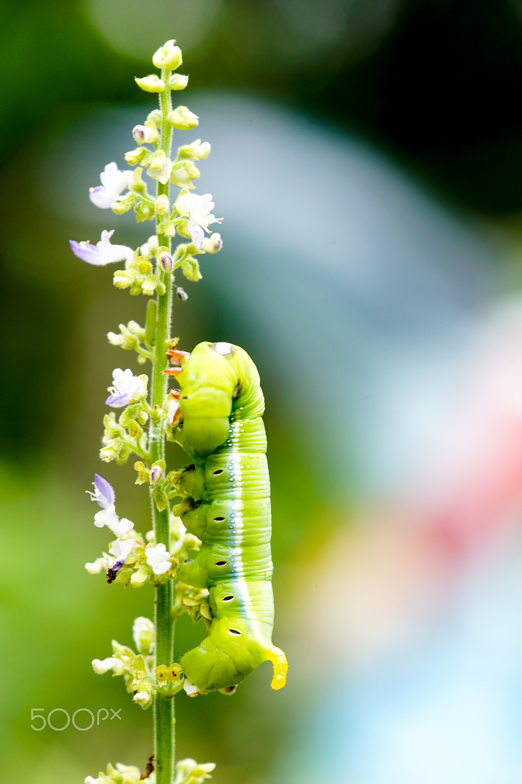 Minolta AF 100mm F2.8 Macro [New] sample photo. Bug photography