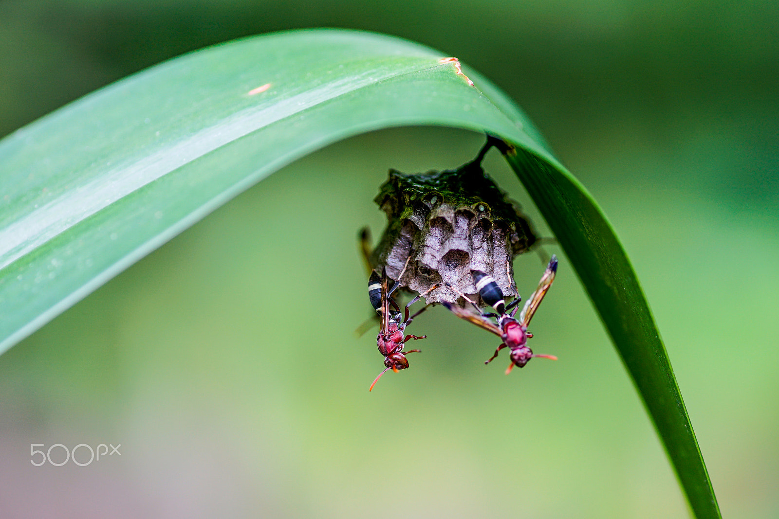 Minolta AF 100mm F2.8 Macro [New] sample photo. Bee photography