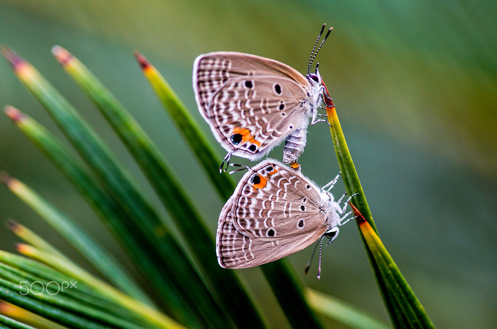 Minolta AF 100mm F2.8 Macro [New] sample photo. Butterfly photography