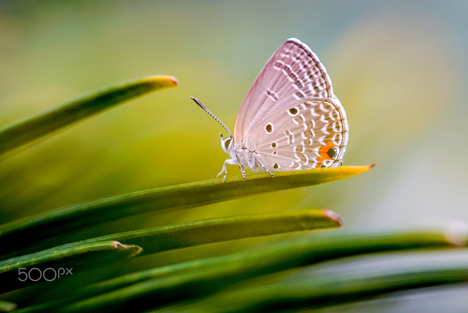Minolta AF 100mm F2.8 Macro [New] sample photo. Butterfly photography