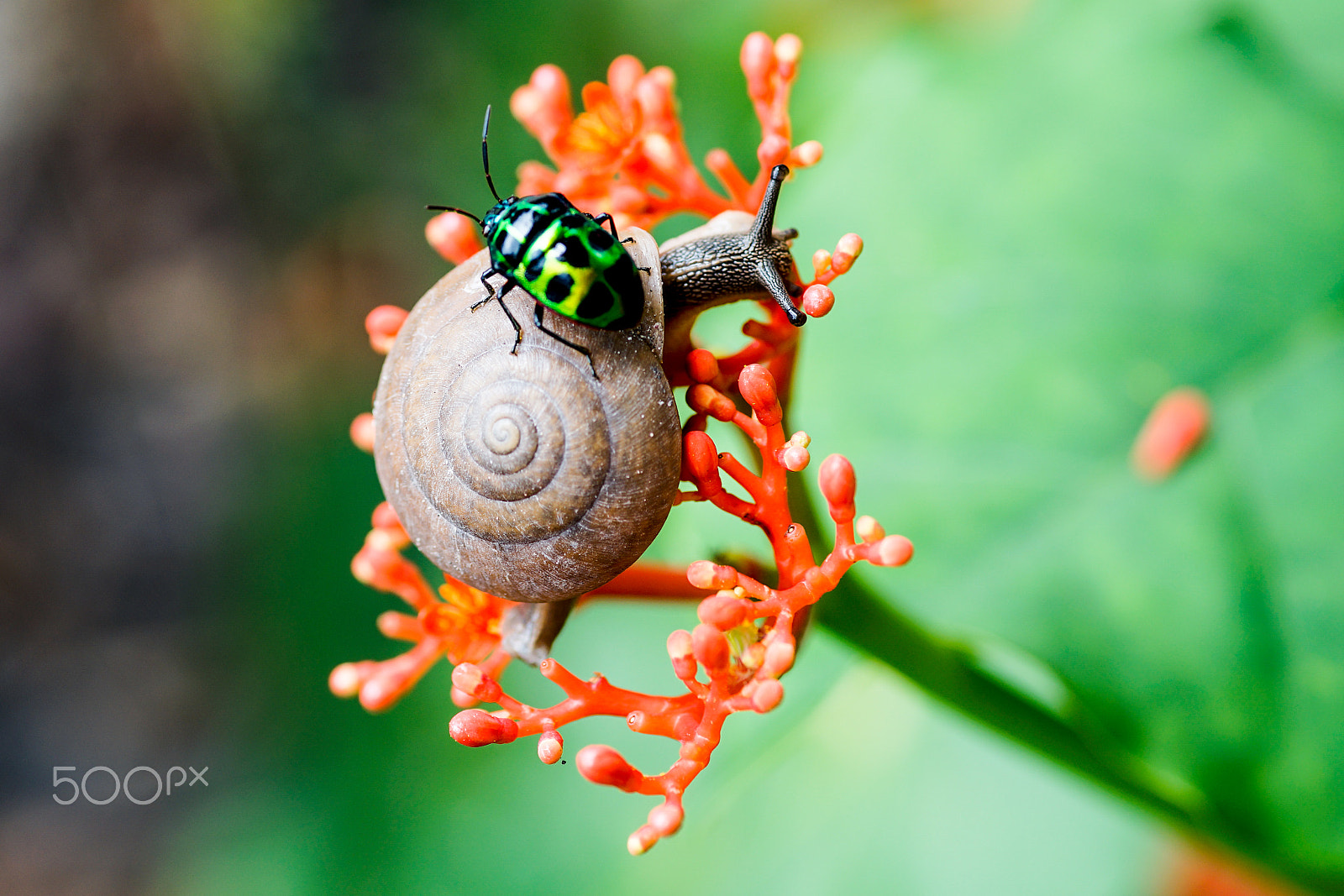 Minolta AF 100mm F2.8 Macro [New] sample photo. Snail photography