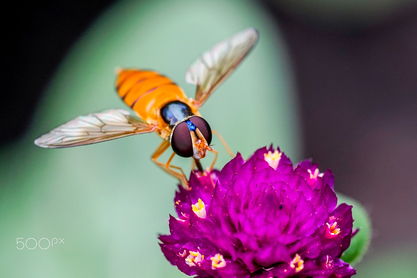 Minolta AF 100mm F2.8 Macro [New] sample photo. Bee photography