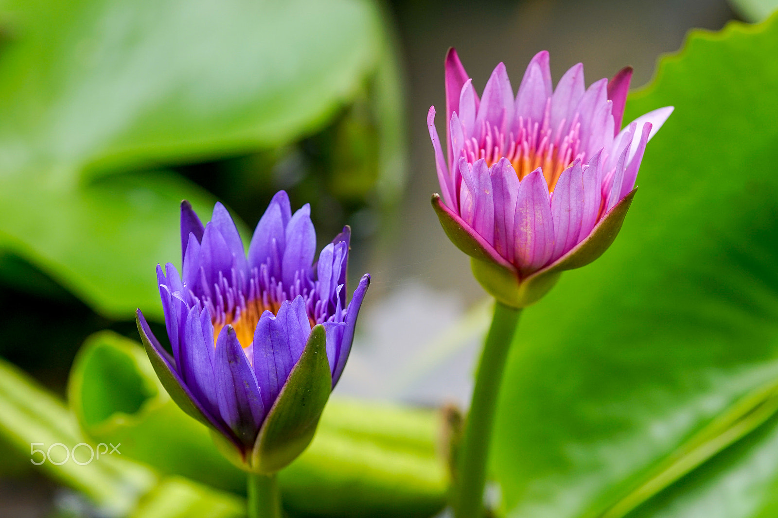 Minolta AF 100mm F2.8 Macro [New] sample photo. Lotus photography